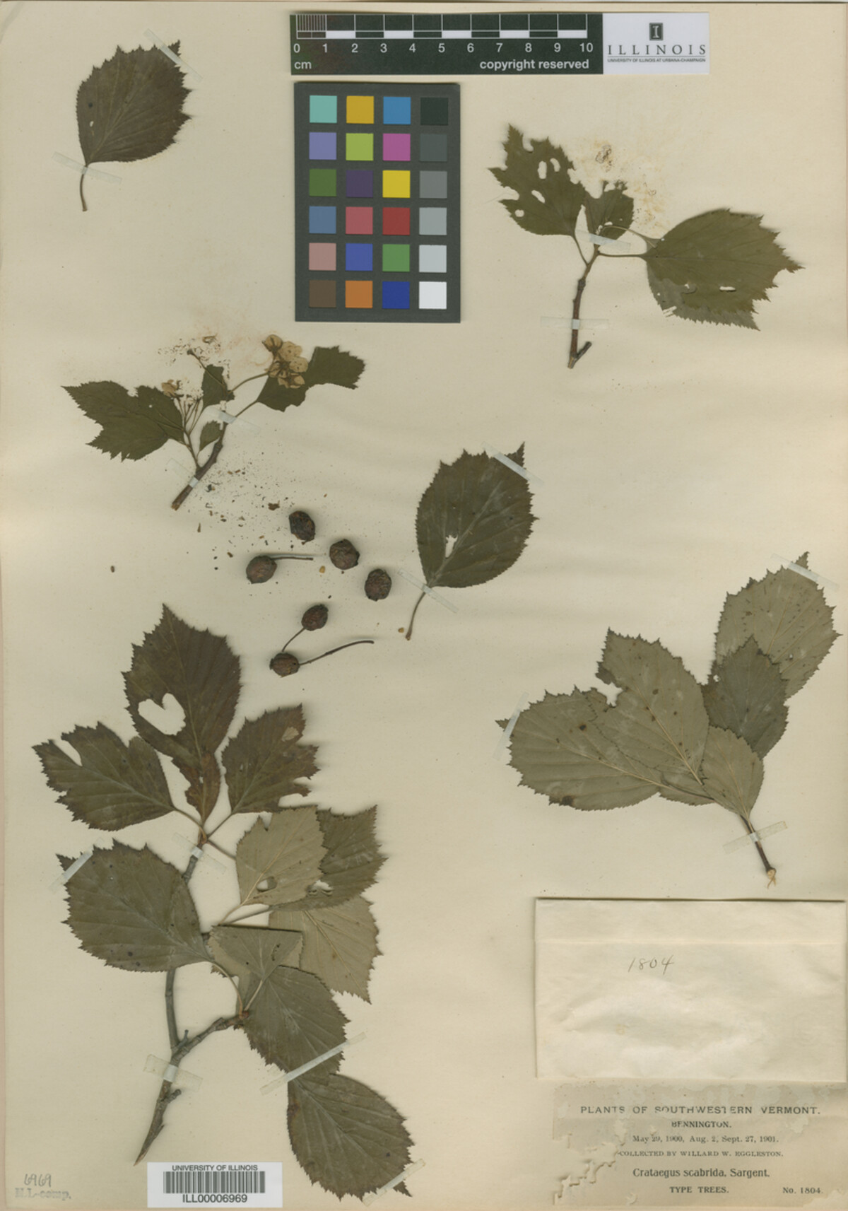 Crataegus scabrida image