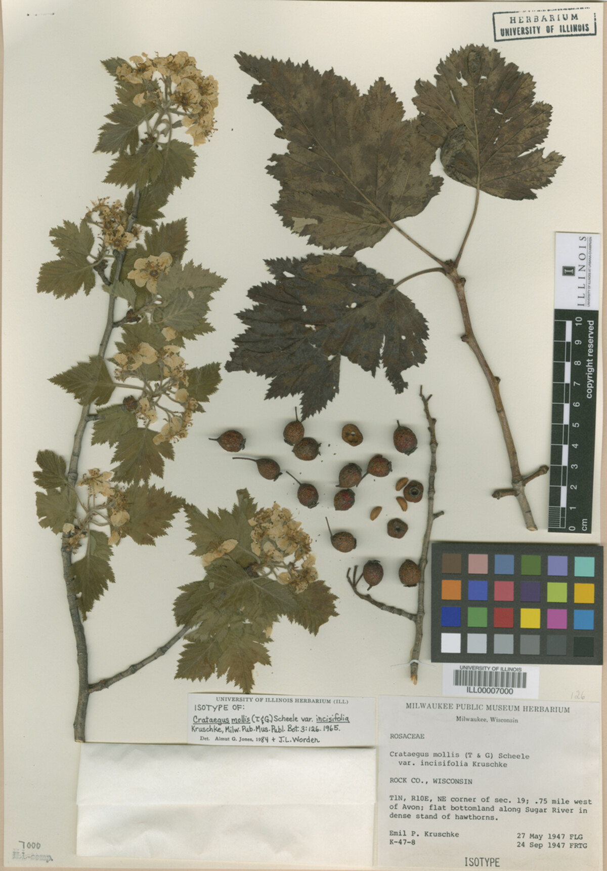 Crataegus mollis var. incisifolia image