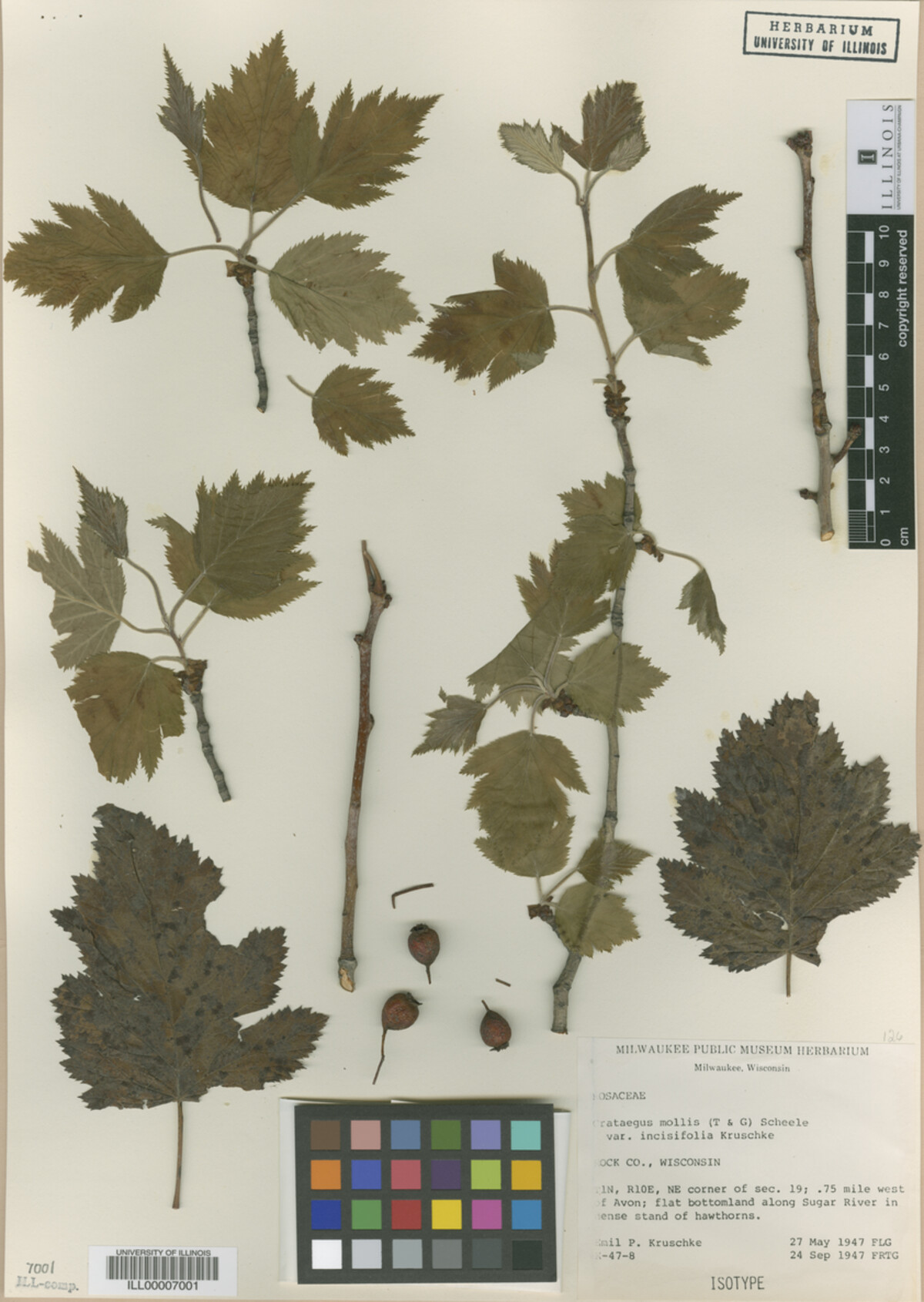 Crataegus mollis var. incisifolia image