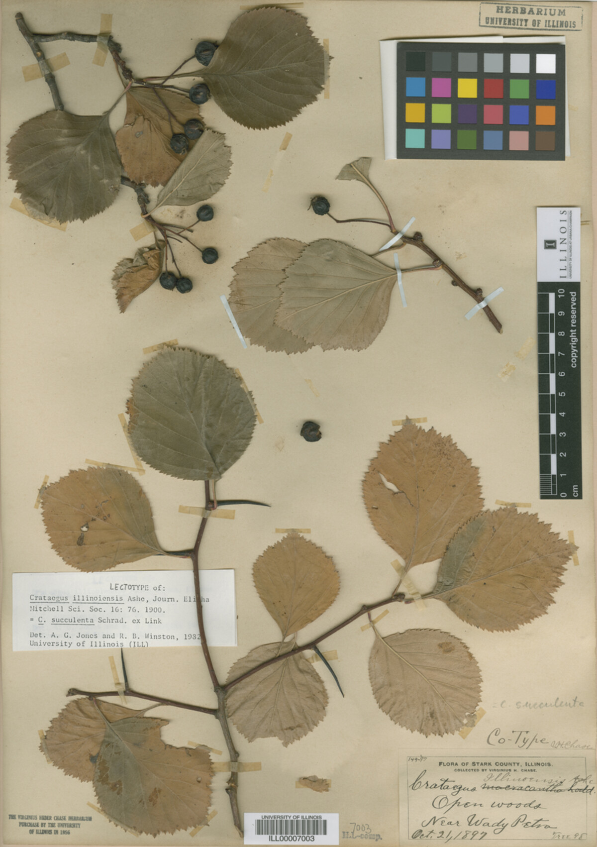 Crataegus illinoiensis image