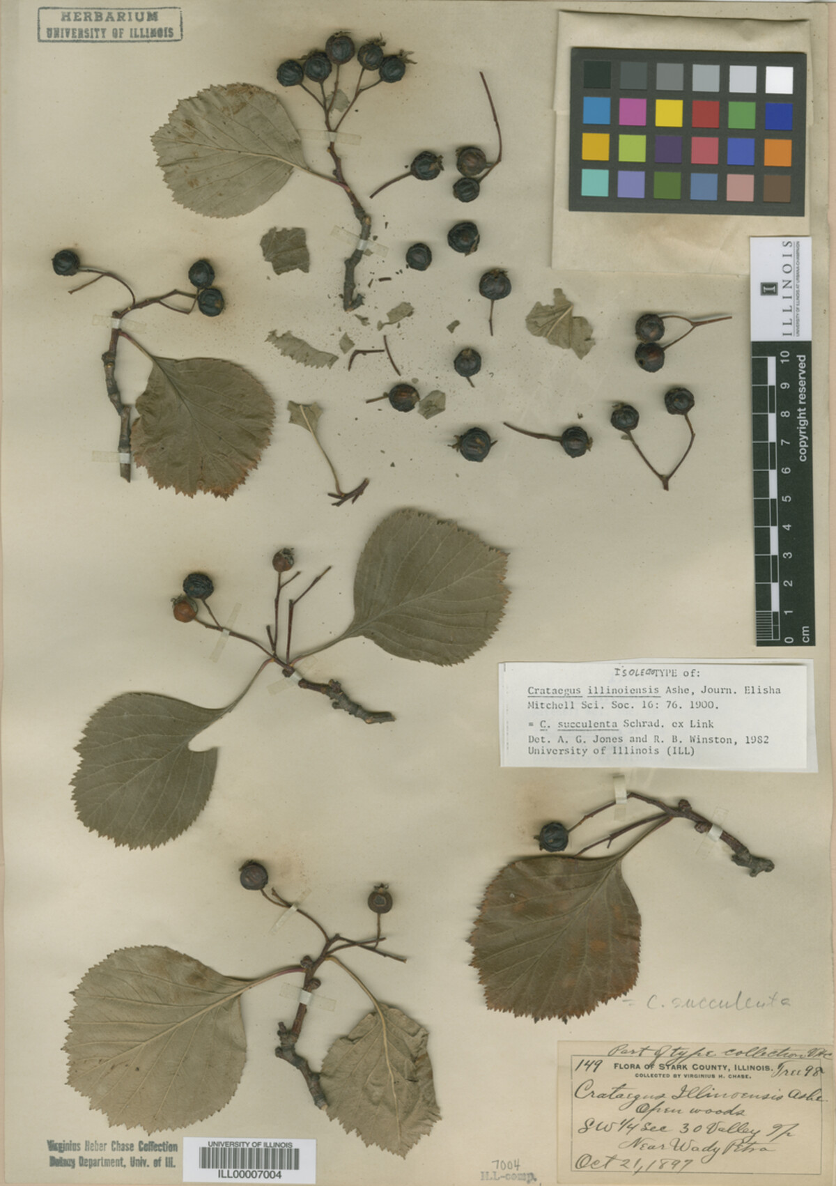 Crataegus illinoiensis image