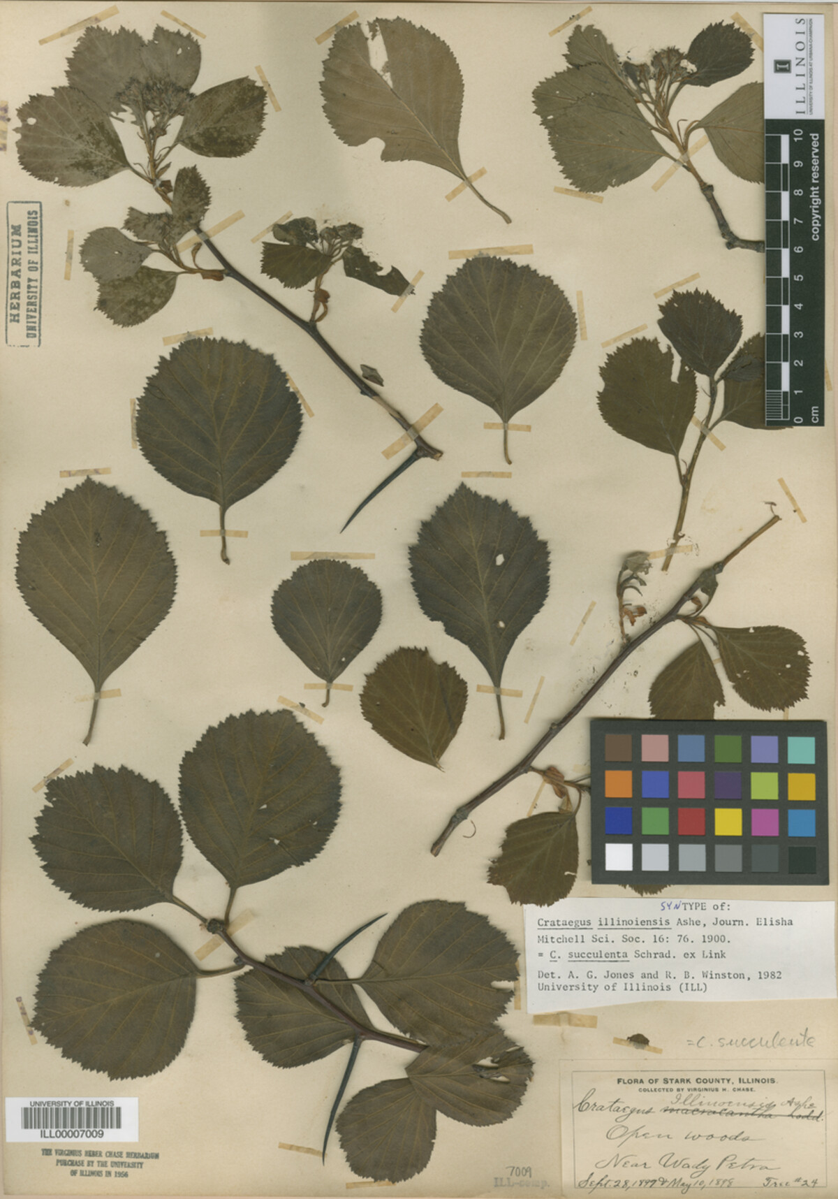 Crataegus illinoiensis image