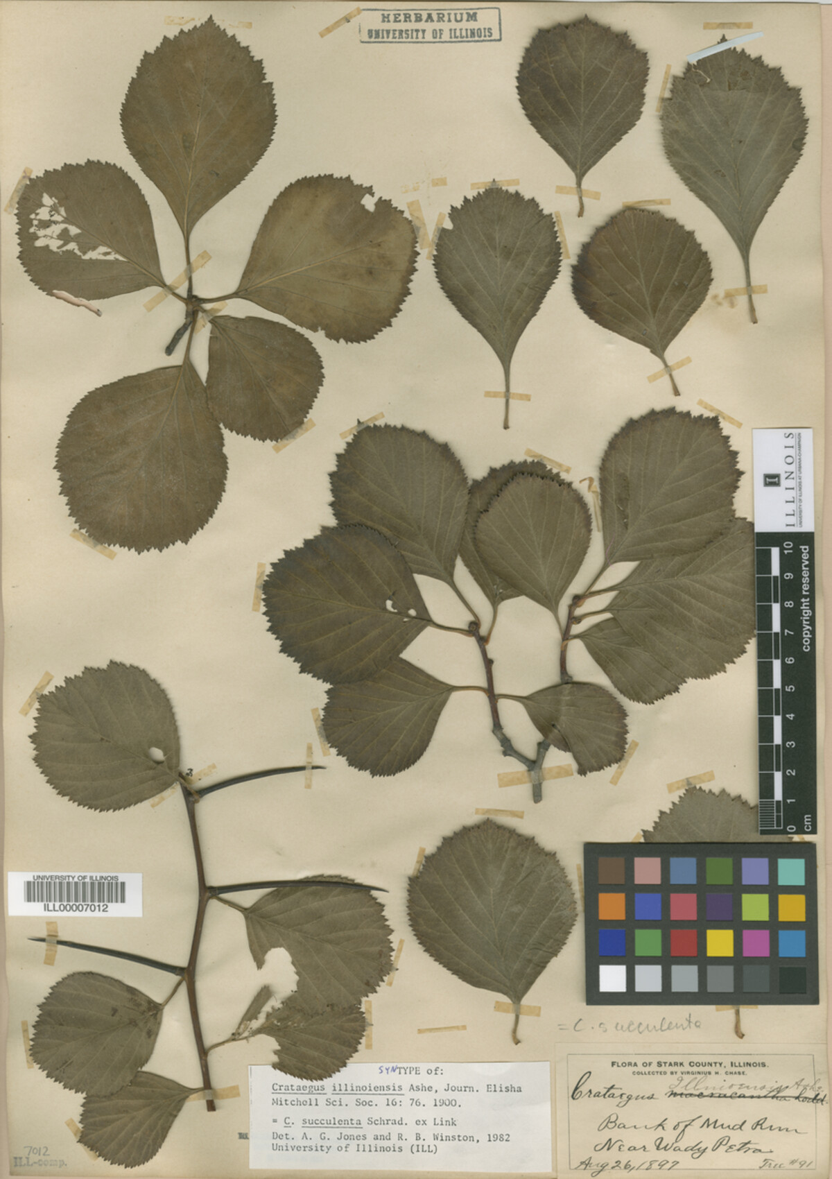 Crataegus illinoiensis image