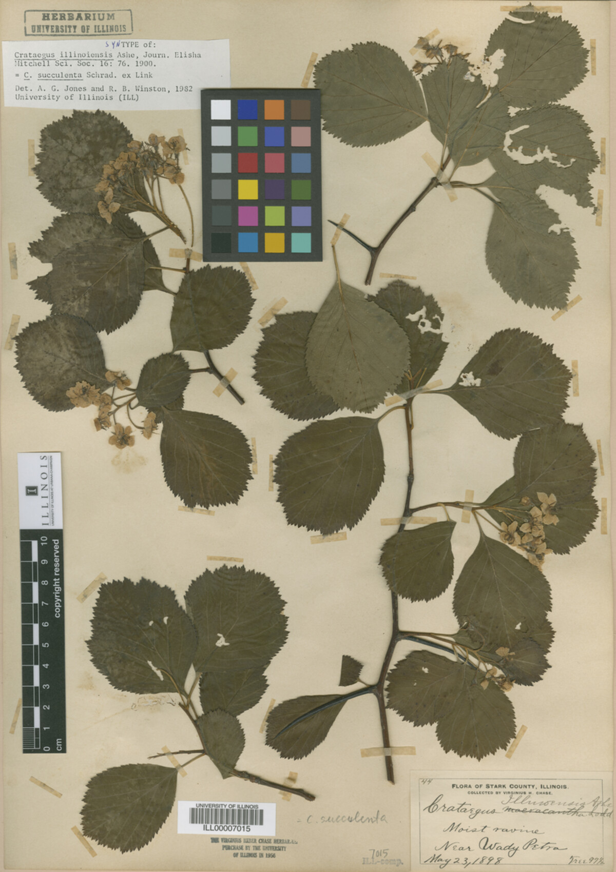 Crataegus illinoiensis image