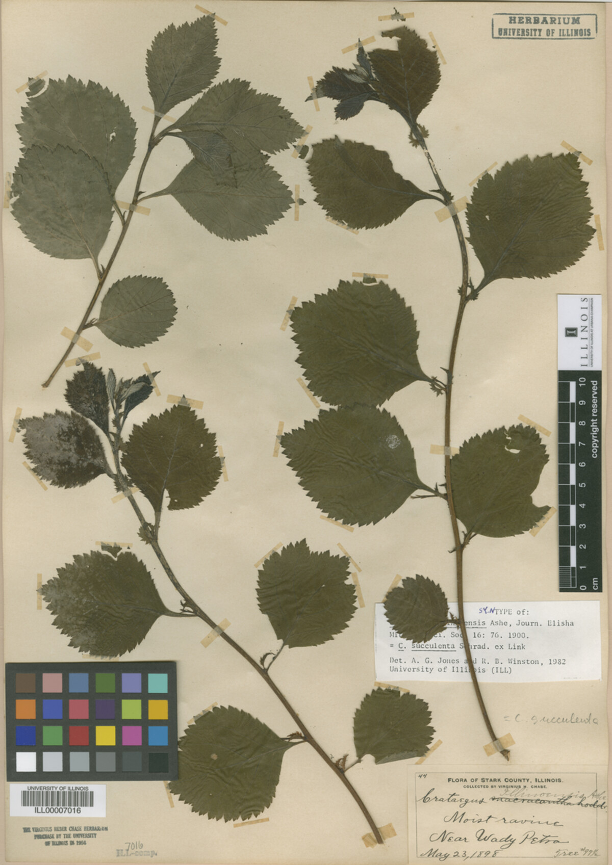 Crataegus illinoiensis image