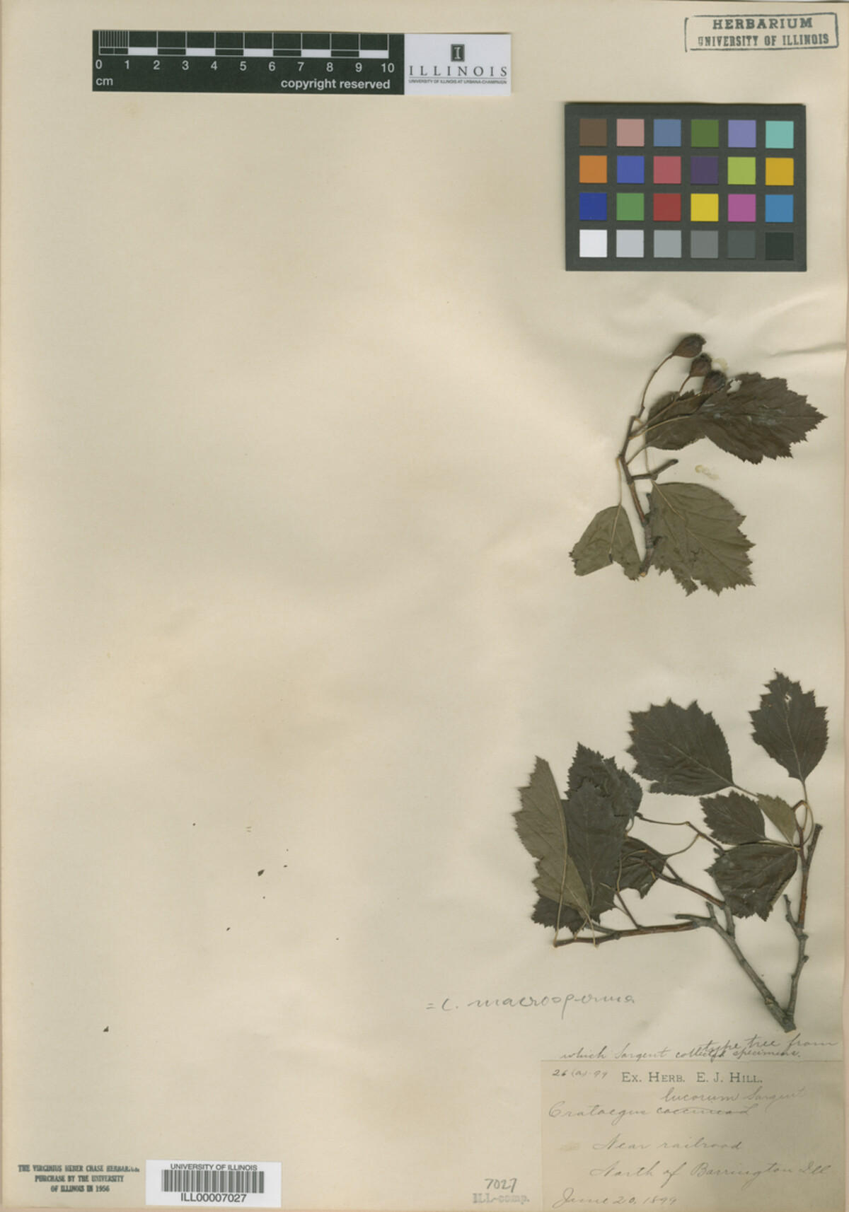 Crataegus lucorum image