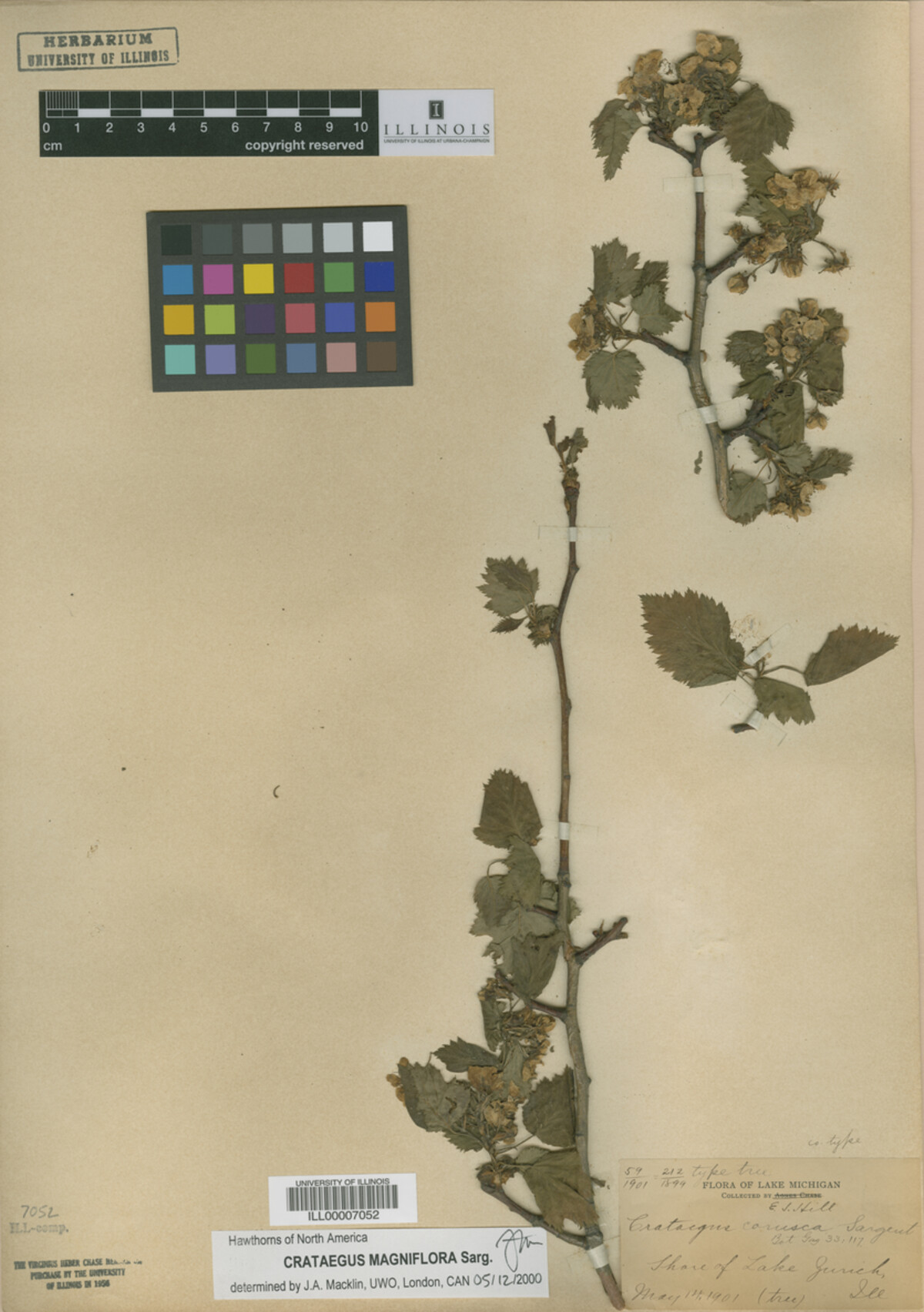 Crataegus magniflora image