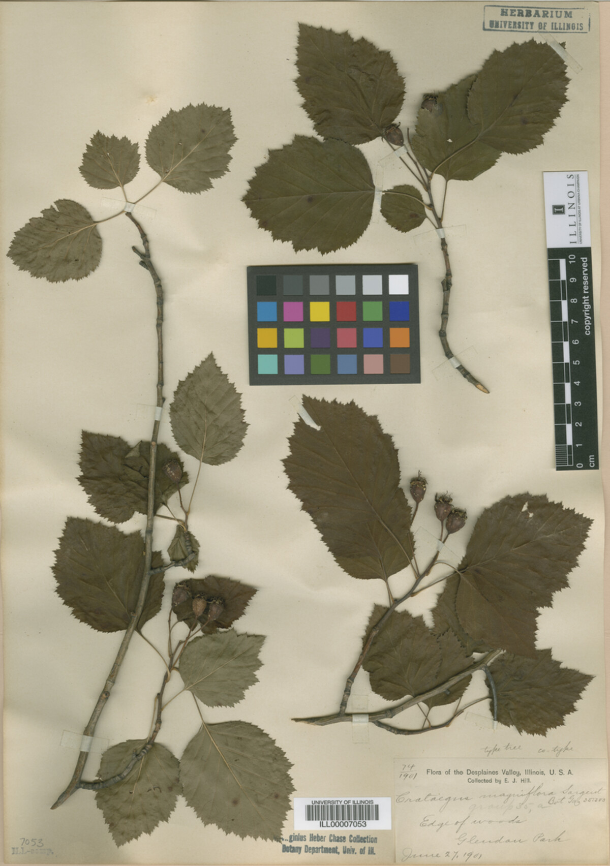 Crataegus magniflora image