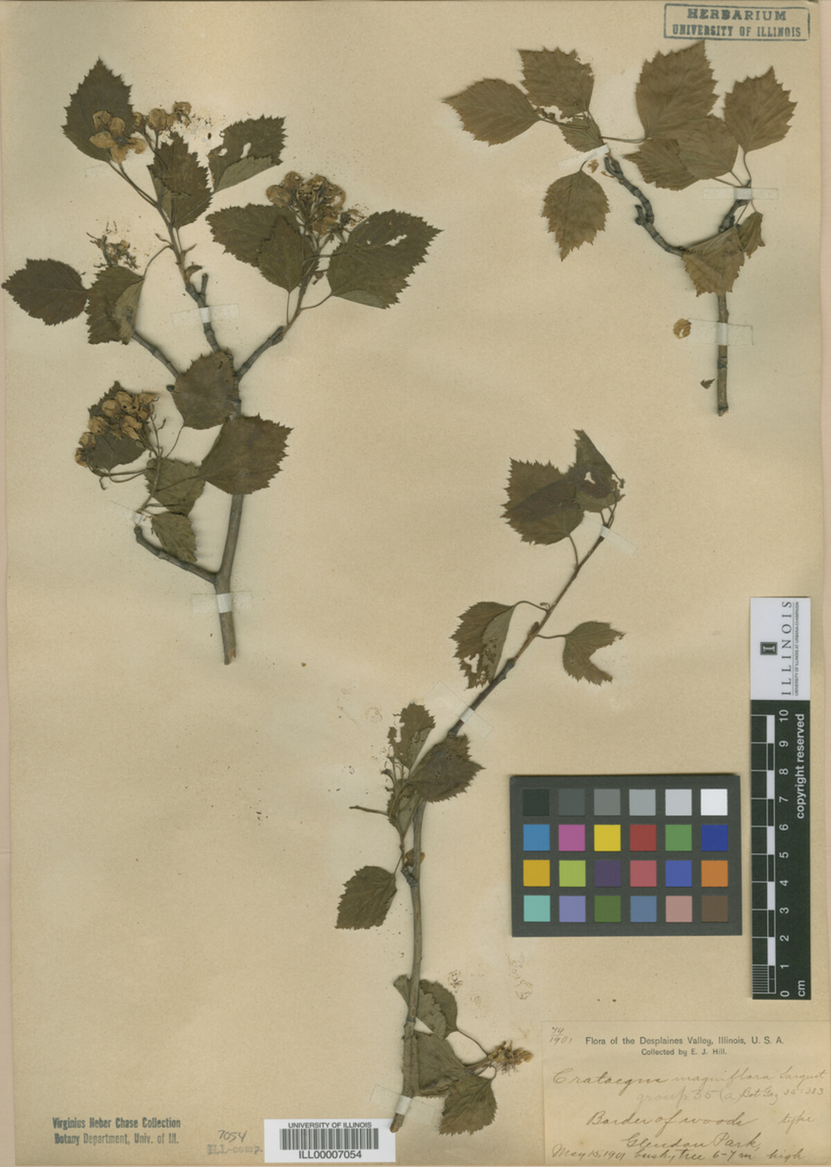 Crataegus magniflora image