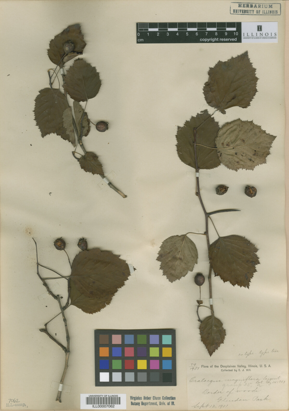 Crataegus magniflora image