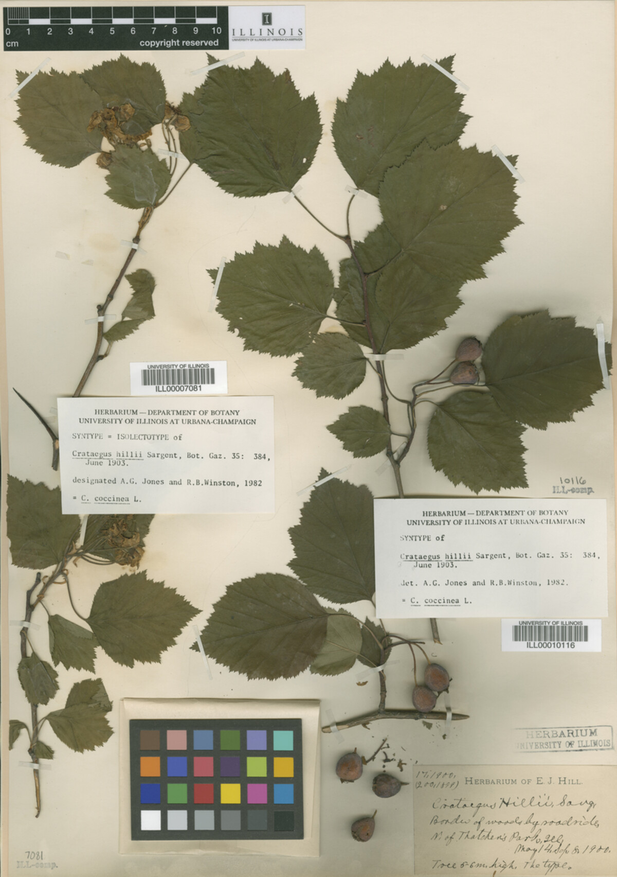 Crataegus magniflora image