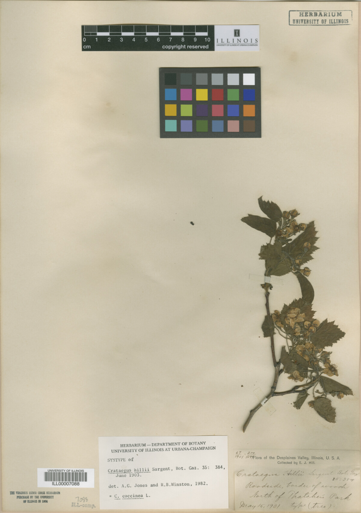 Crataegus magniflora image