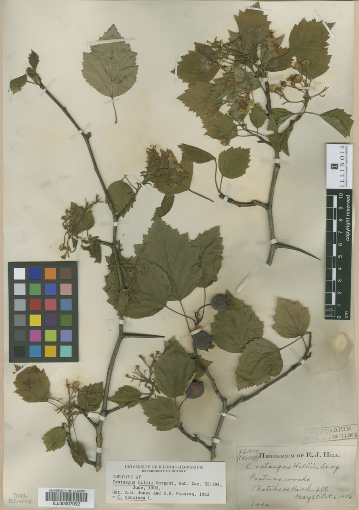 Crataegus magniflora image