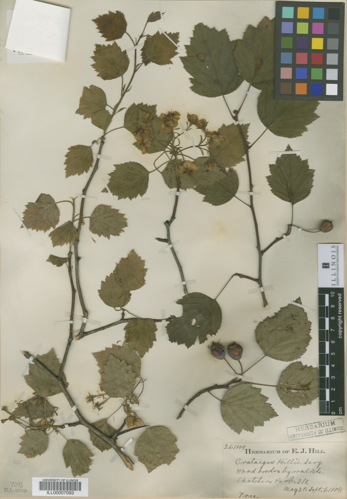 Crataegus magniflora image
