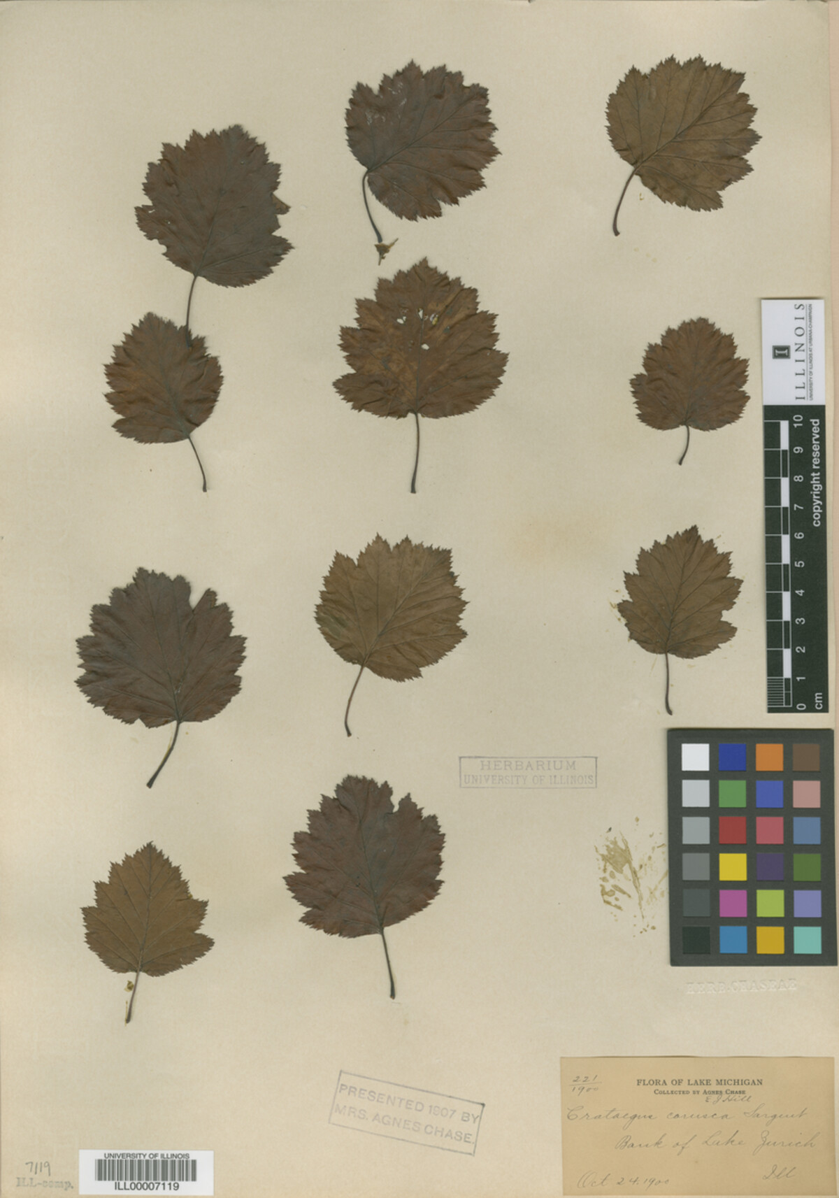 Crataegus corusca image