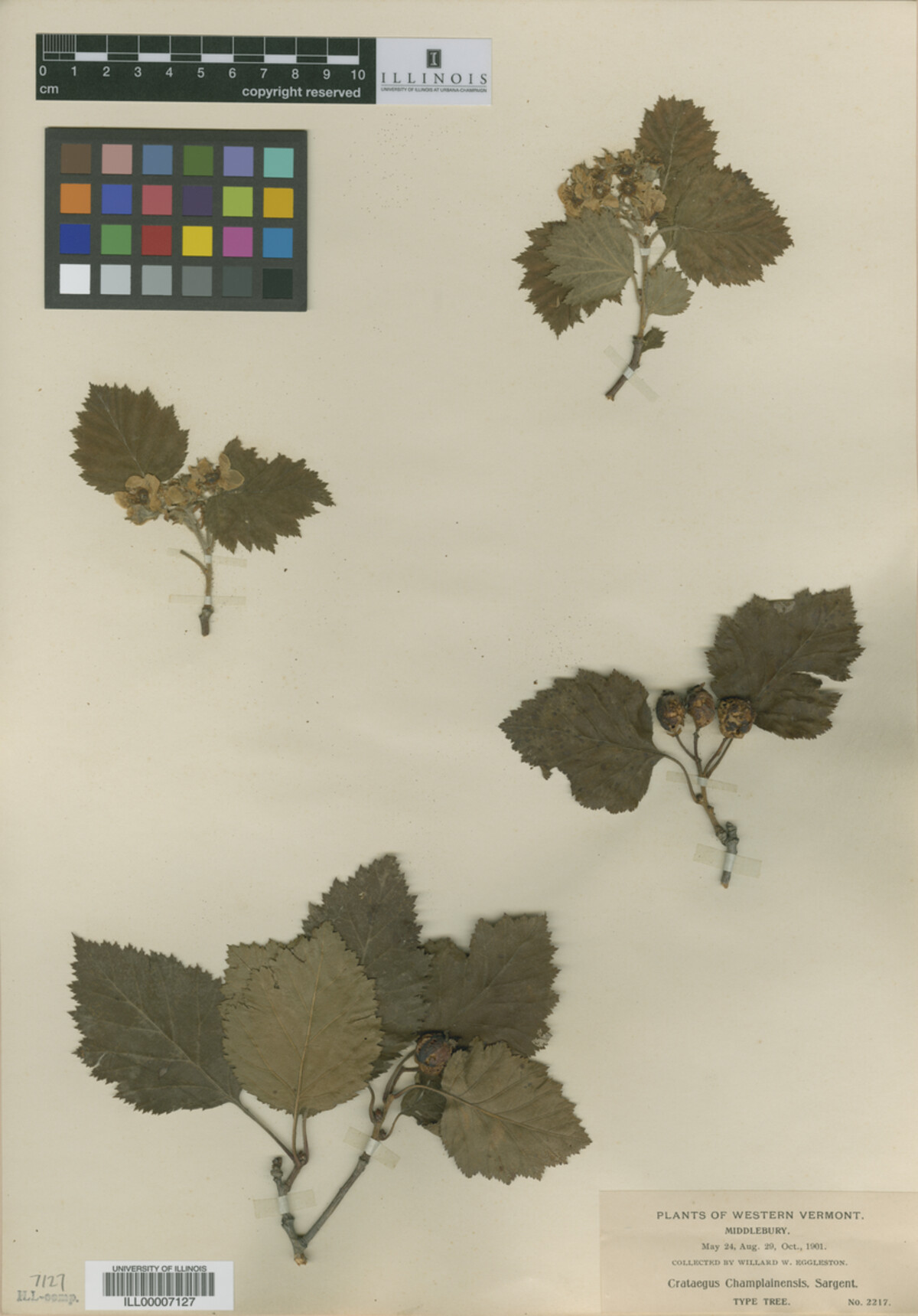 Crataegus submollis image