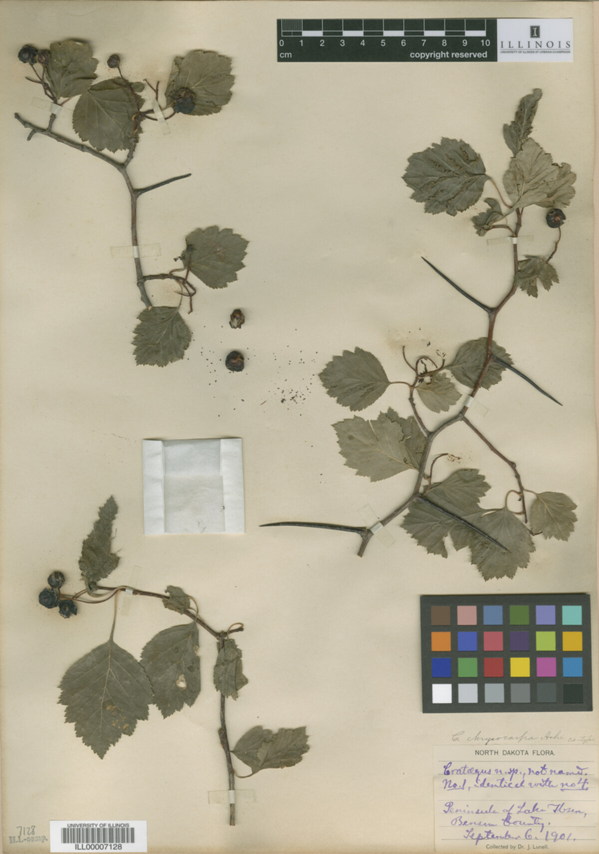 Crataegus chrysocarpa image
