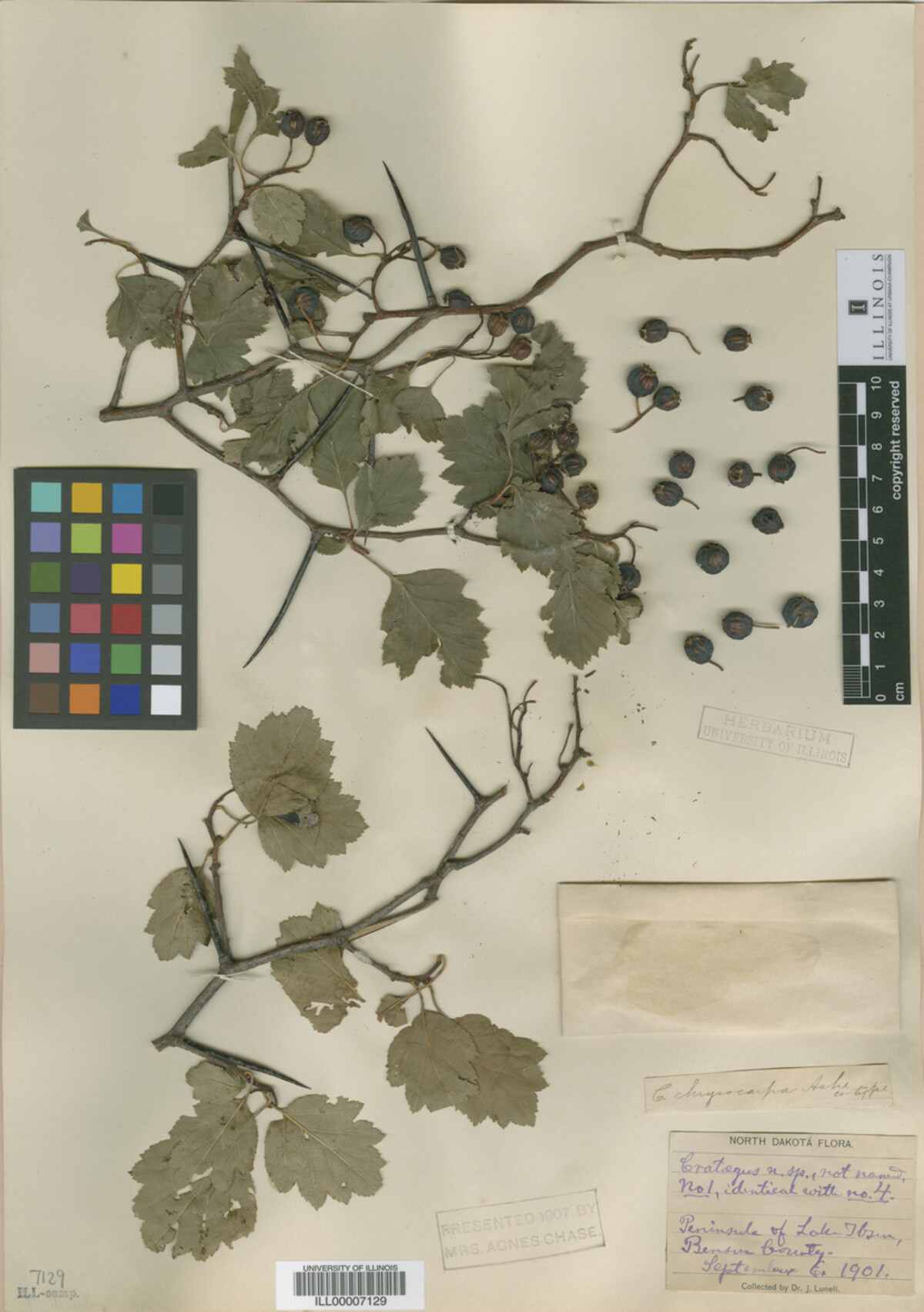 Crataegus chrysocarpa image