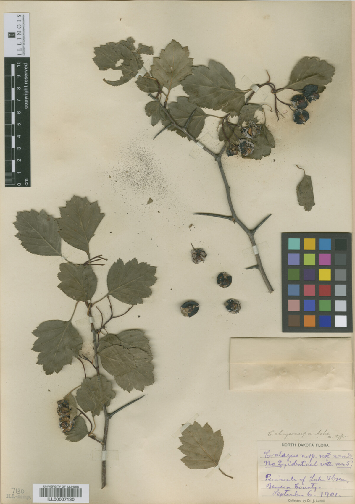 Crataegus chrysocarpa image