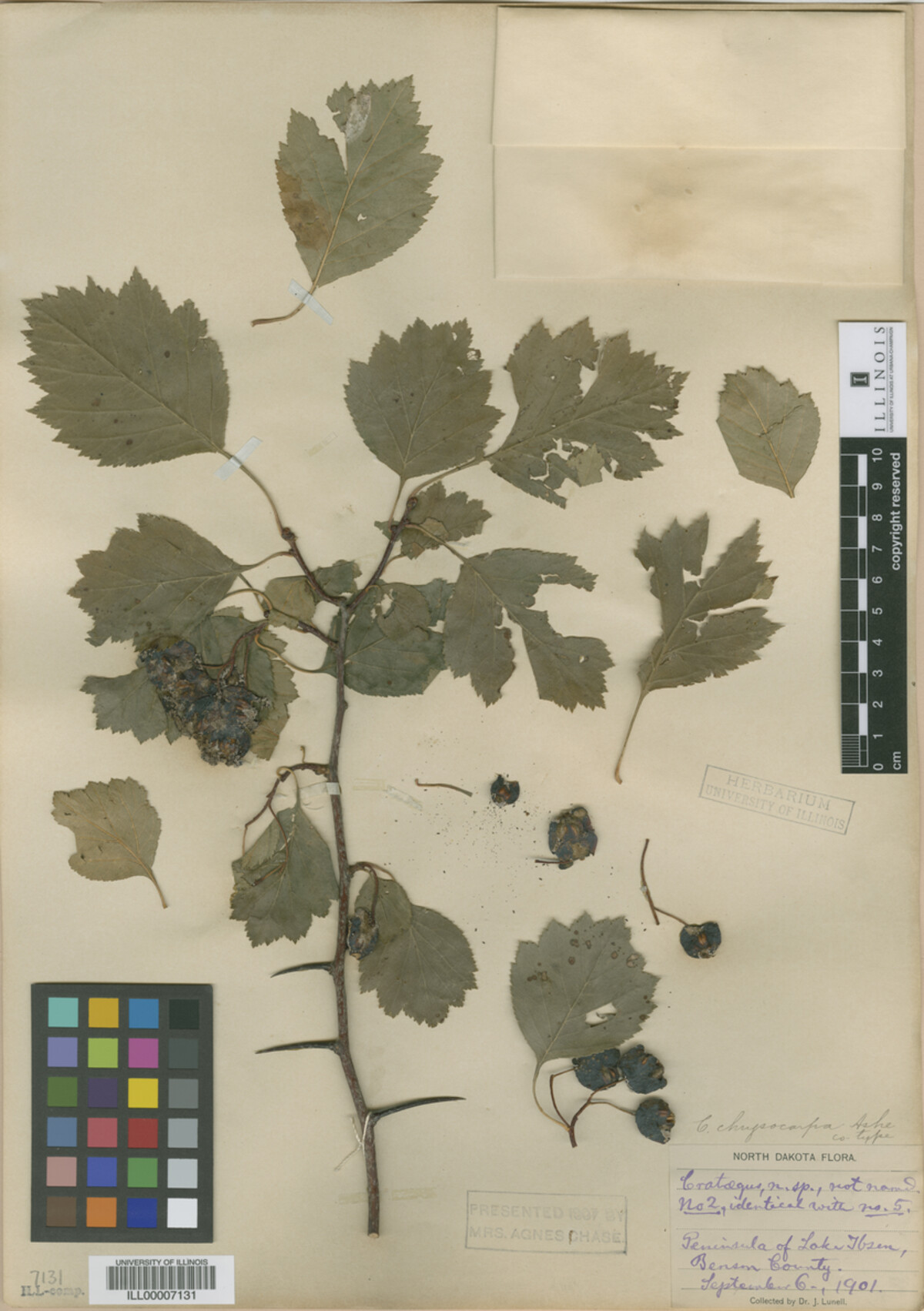 Crataegus chrysocarpa image