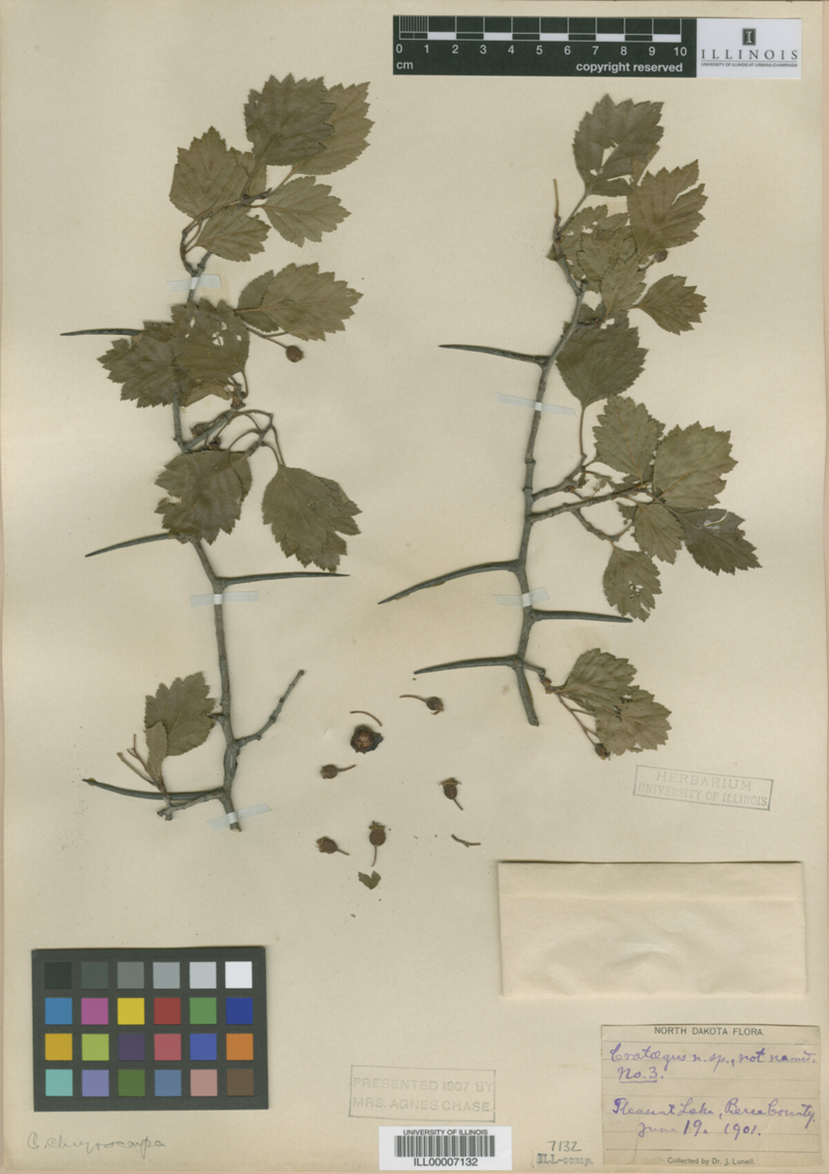 Crataegus chrysocarpa image