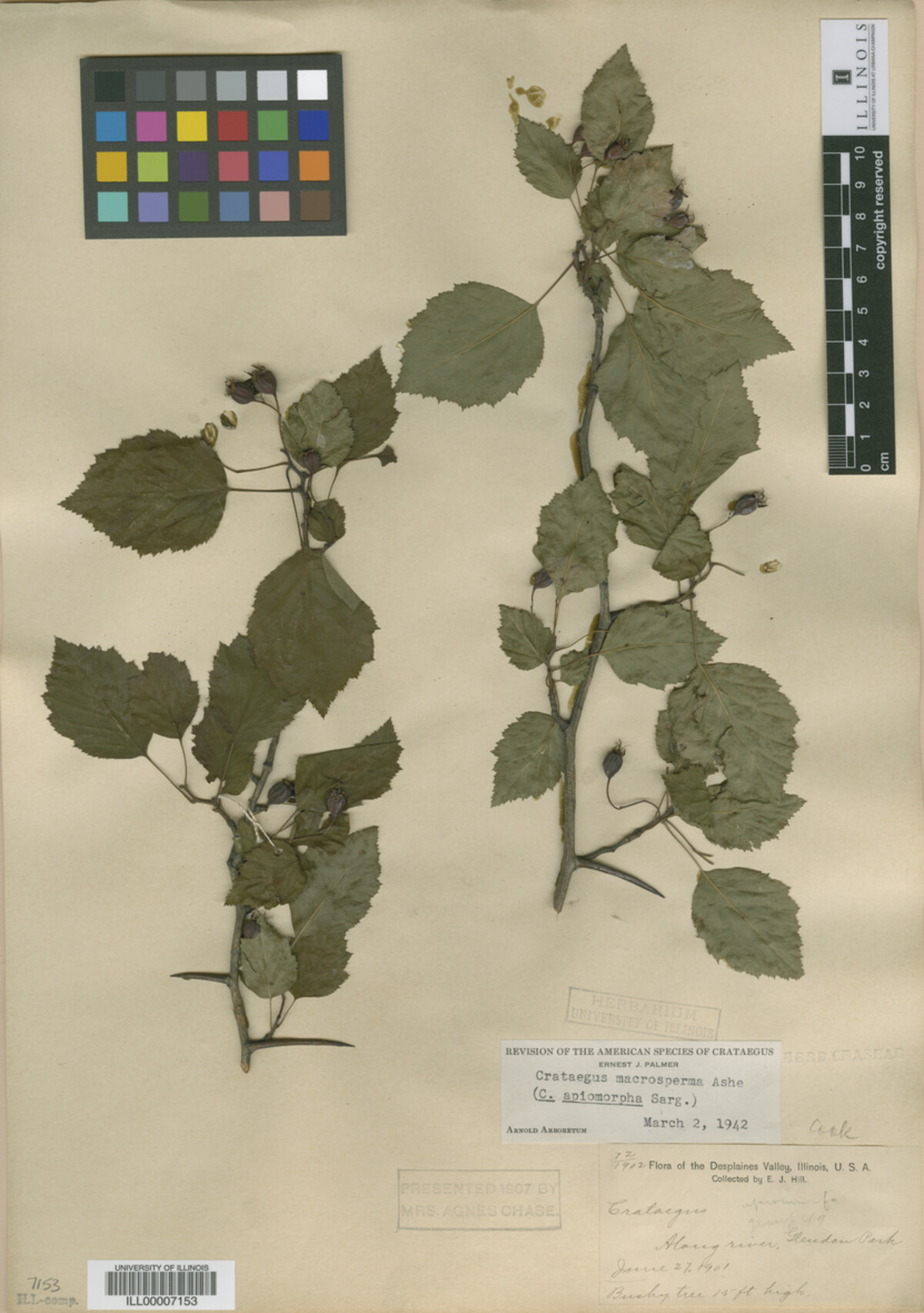 Crataegus fluviatilis image