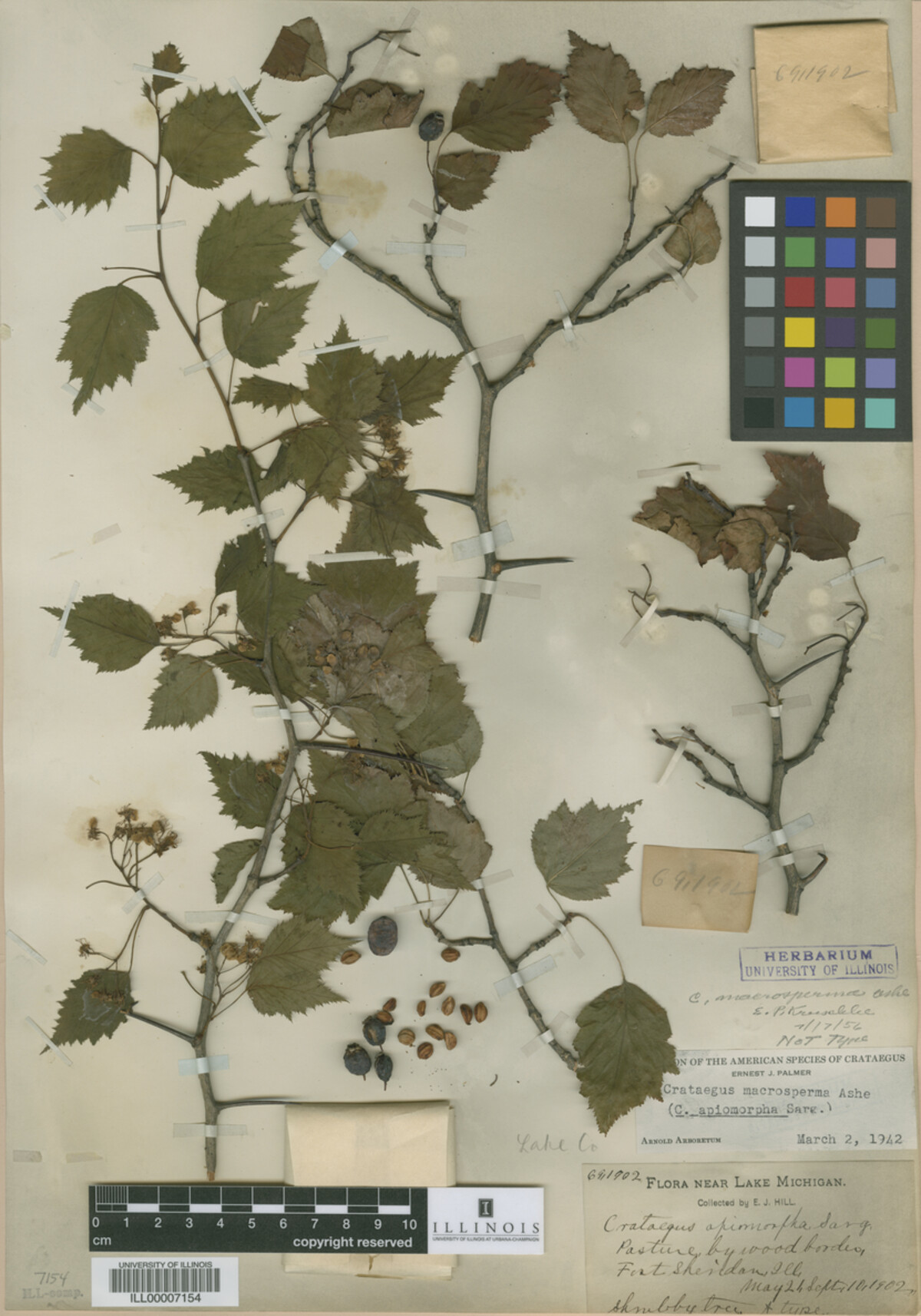 Crataegus fluviatilis image