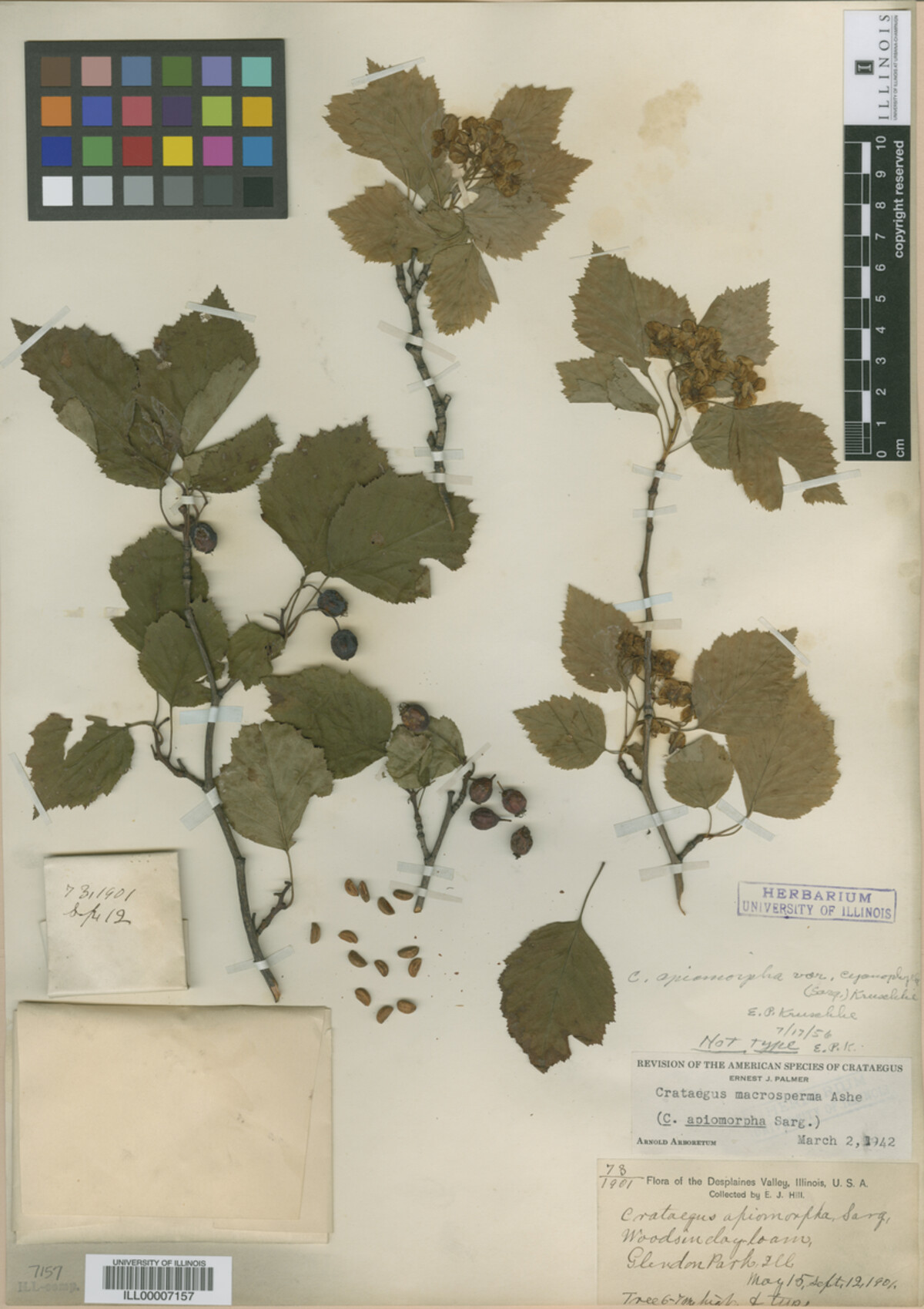 Crataegus fluviatilis image