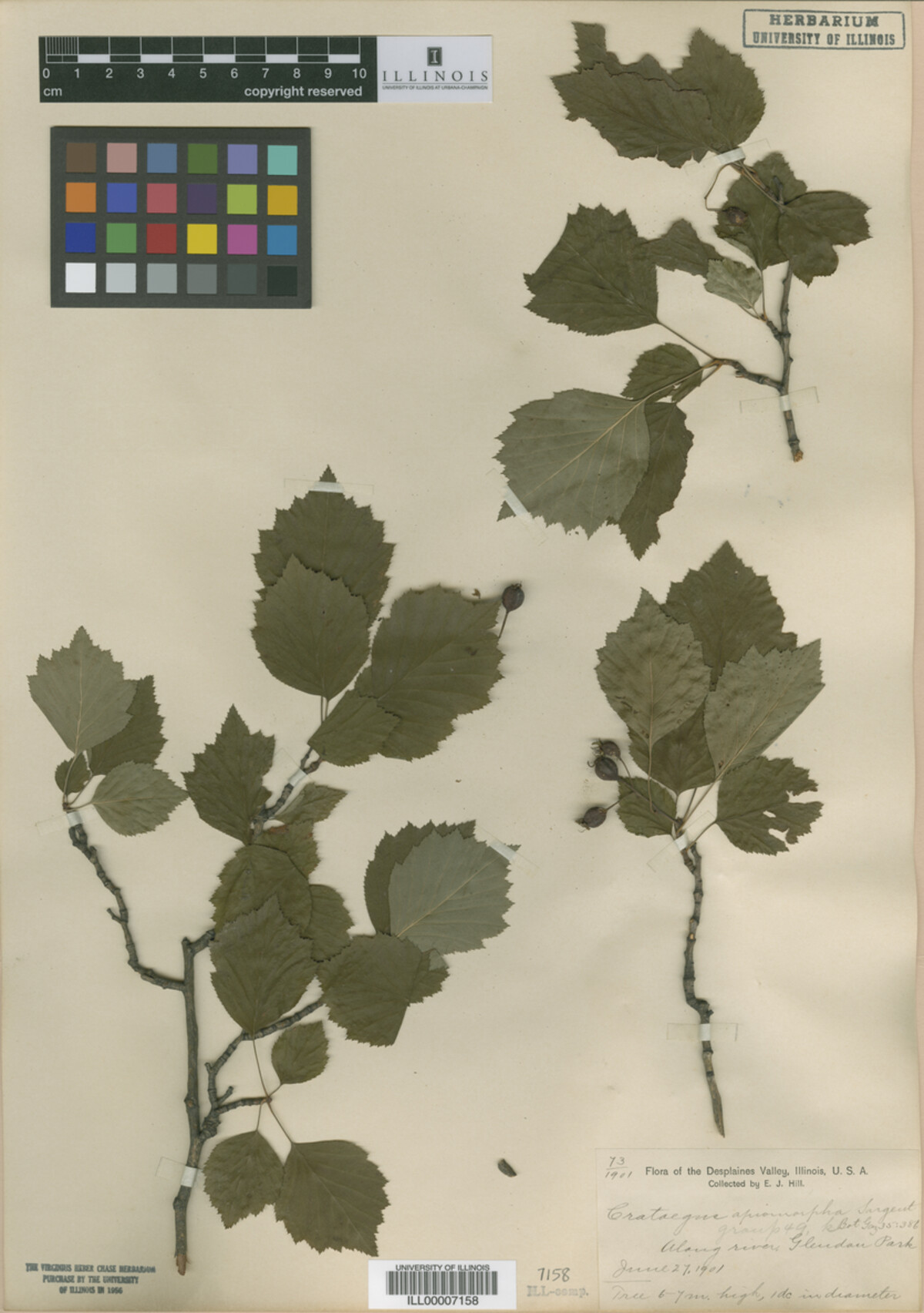 Crataegus fluviatilis image