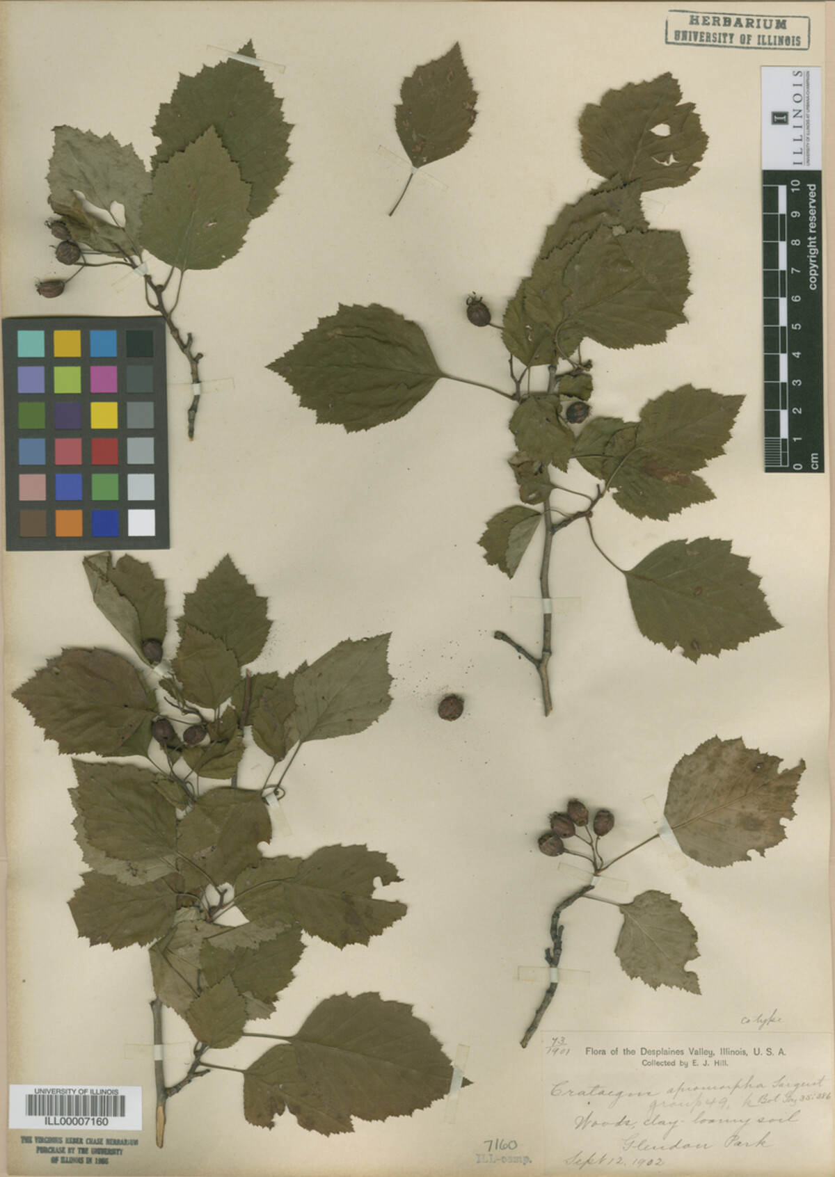 Crataegus fluviatilis image