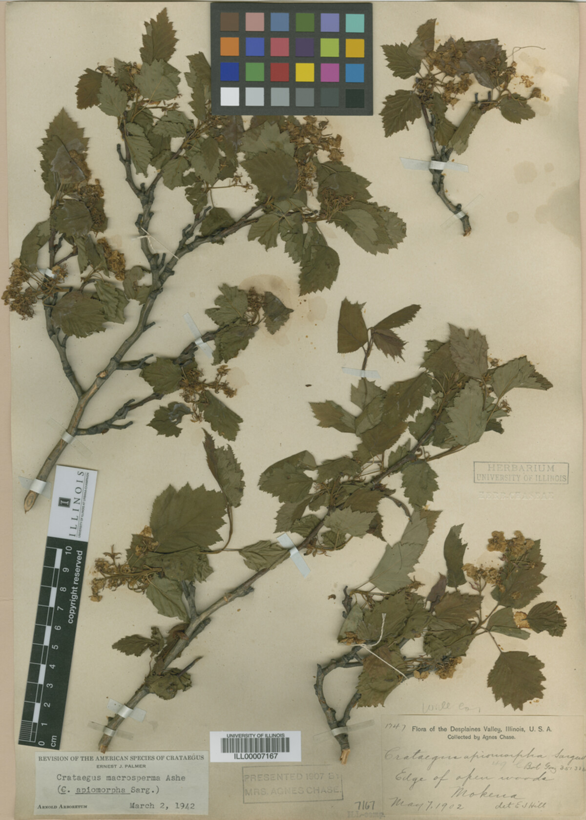Crataegus fluviatilis image