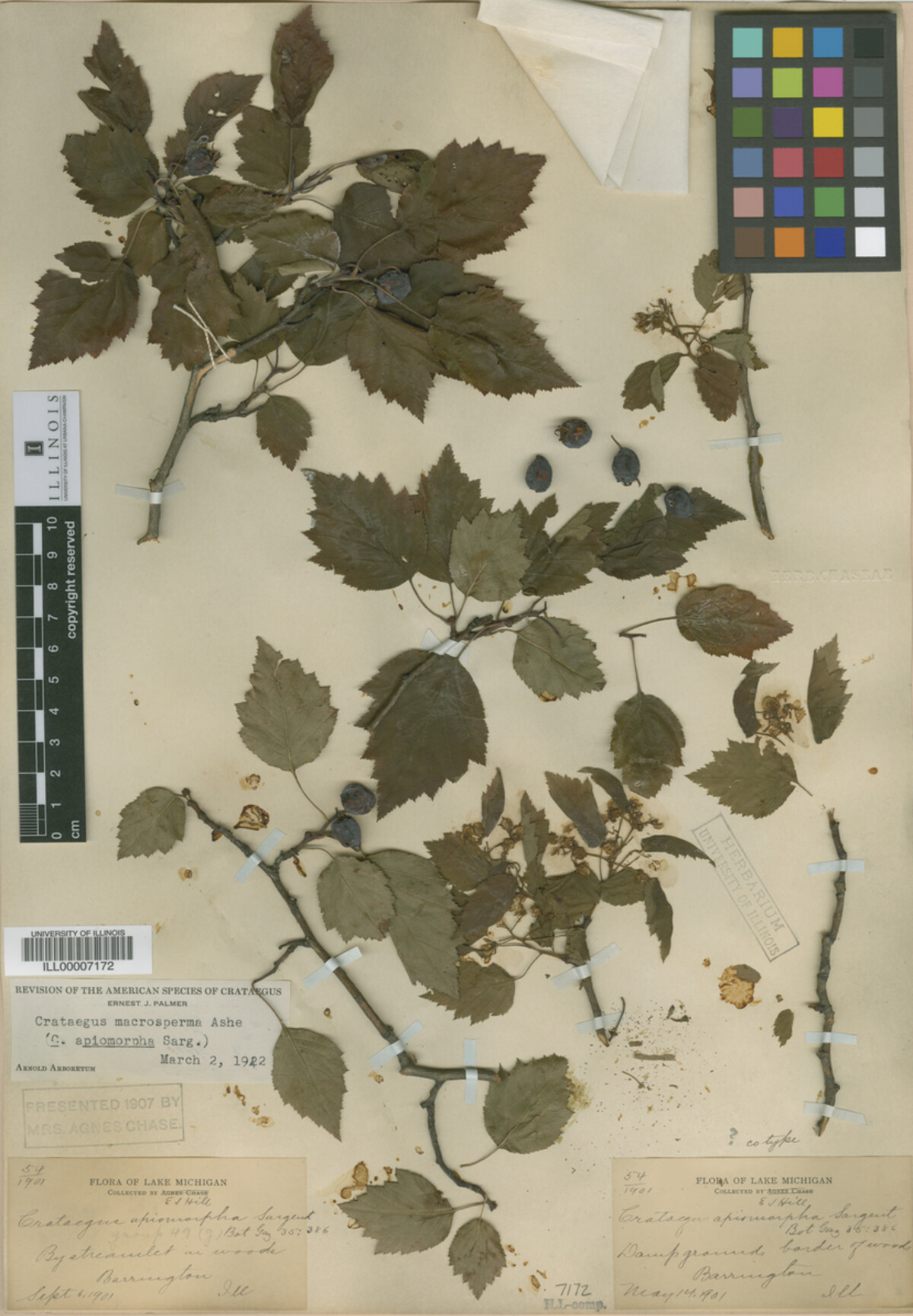 Crataegus fluviatilis image