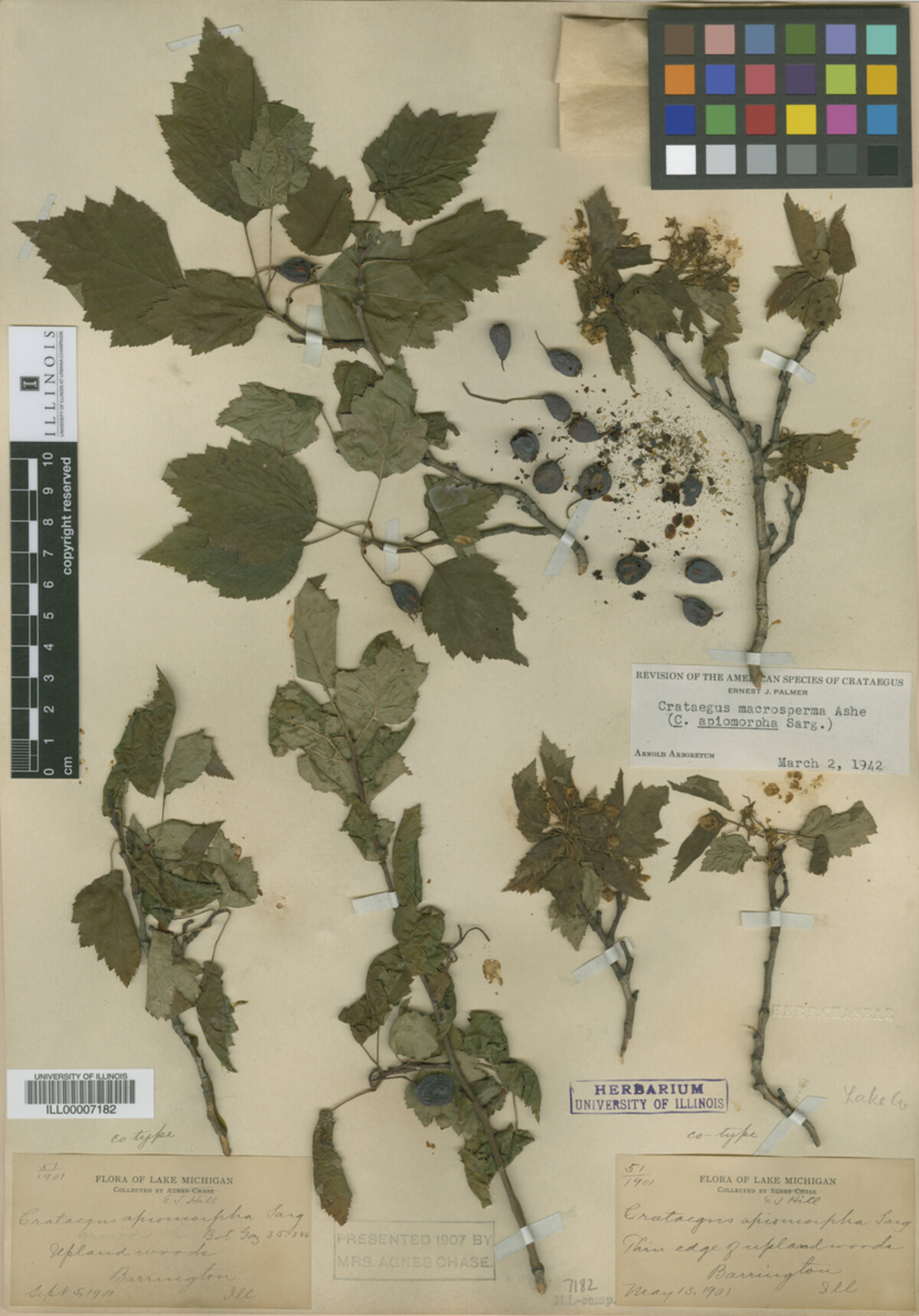 Crataegus fluviatilis image