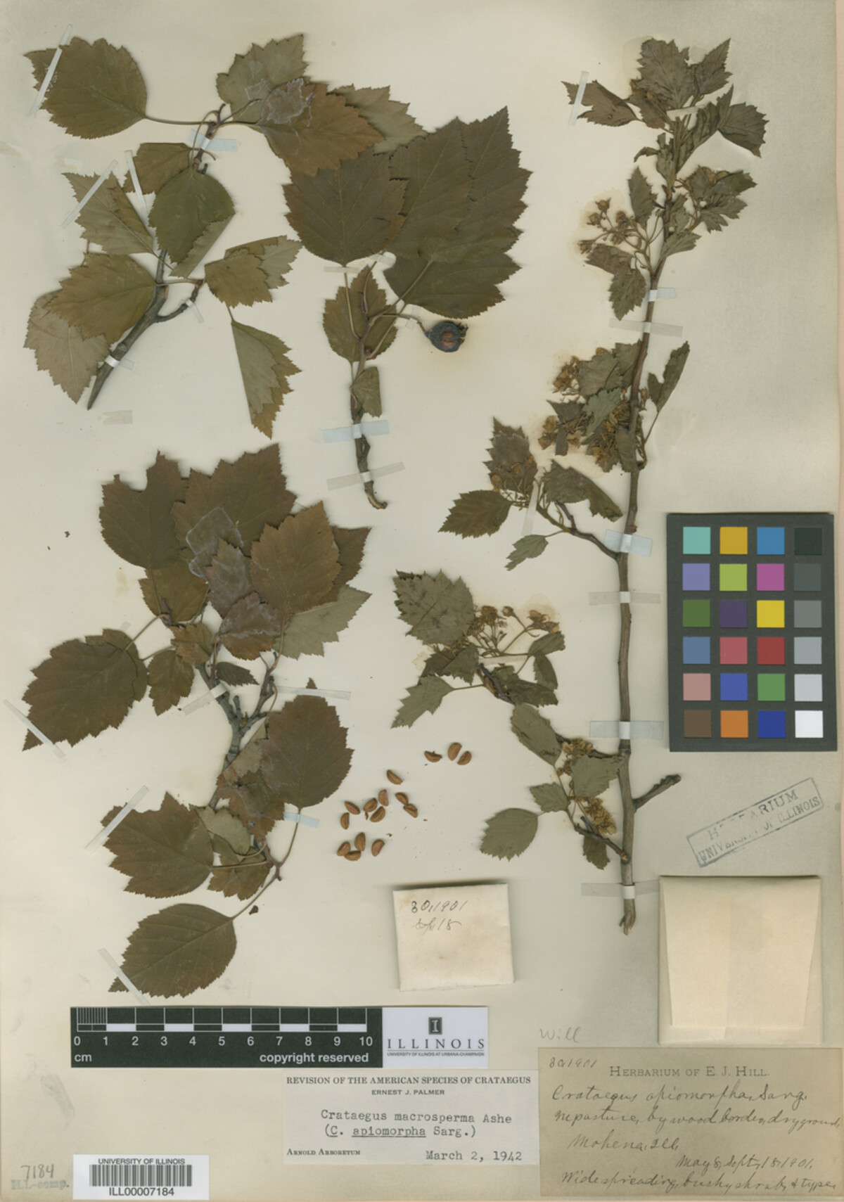 Crataegus fluviatilis image