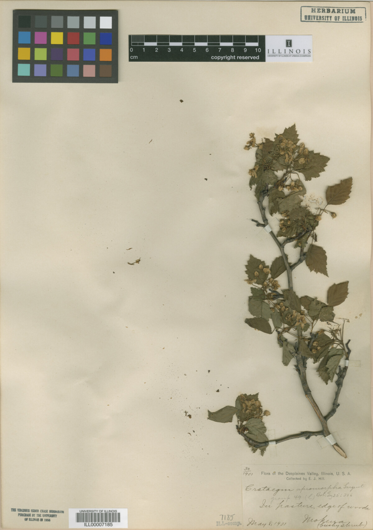 Crataegus fluviatilis image