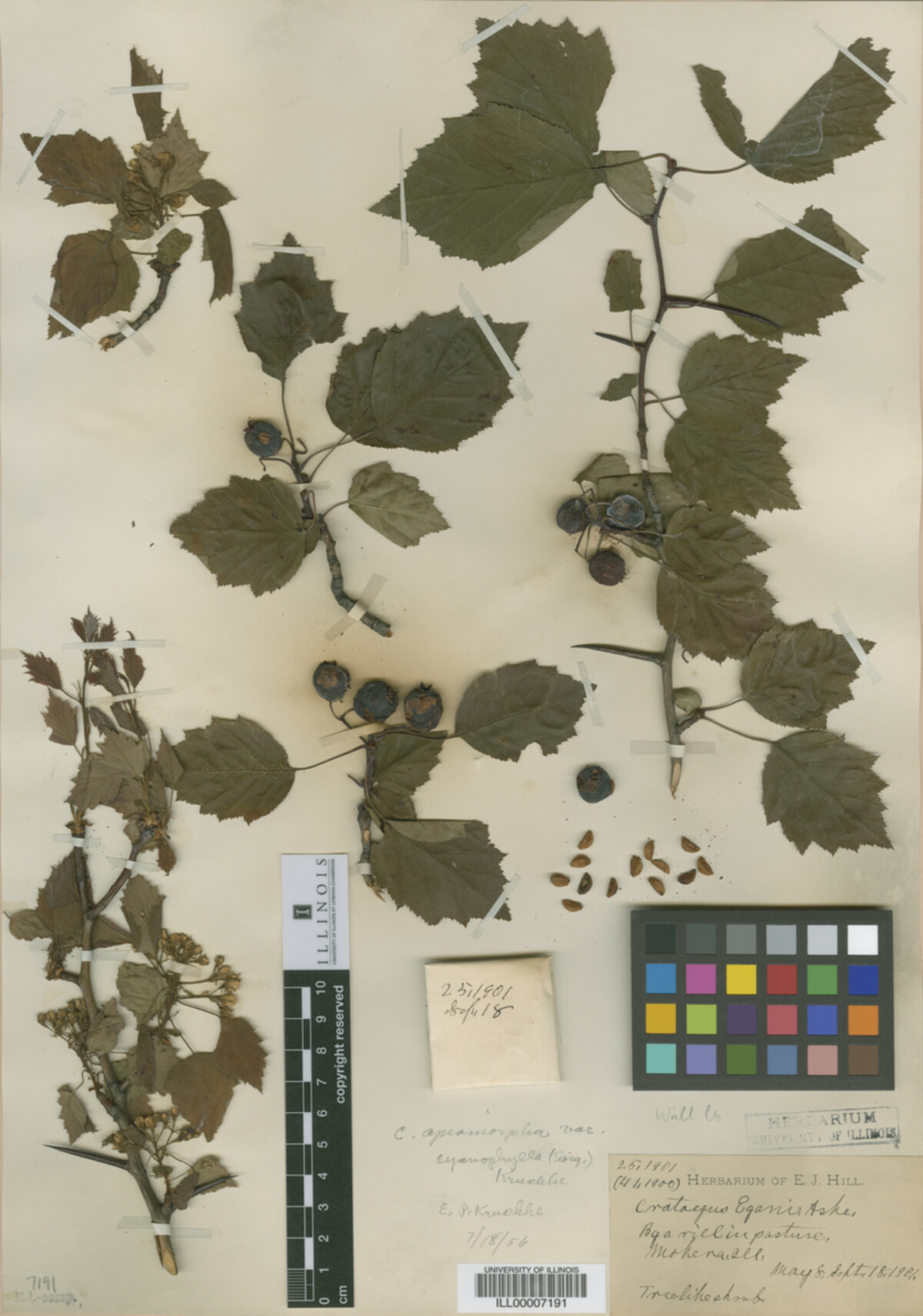 Crataegus macrosperma image