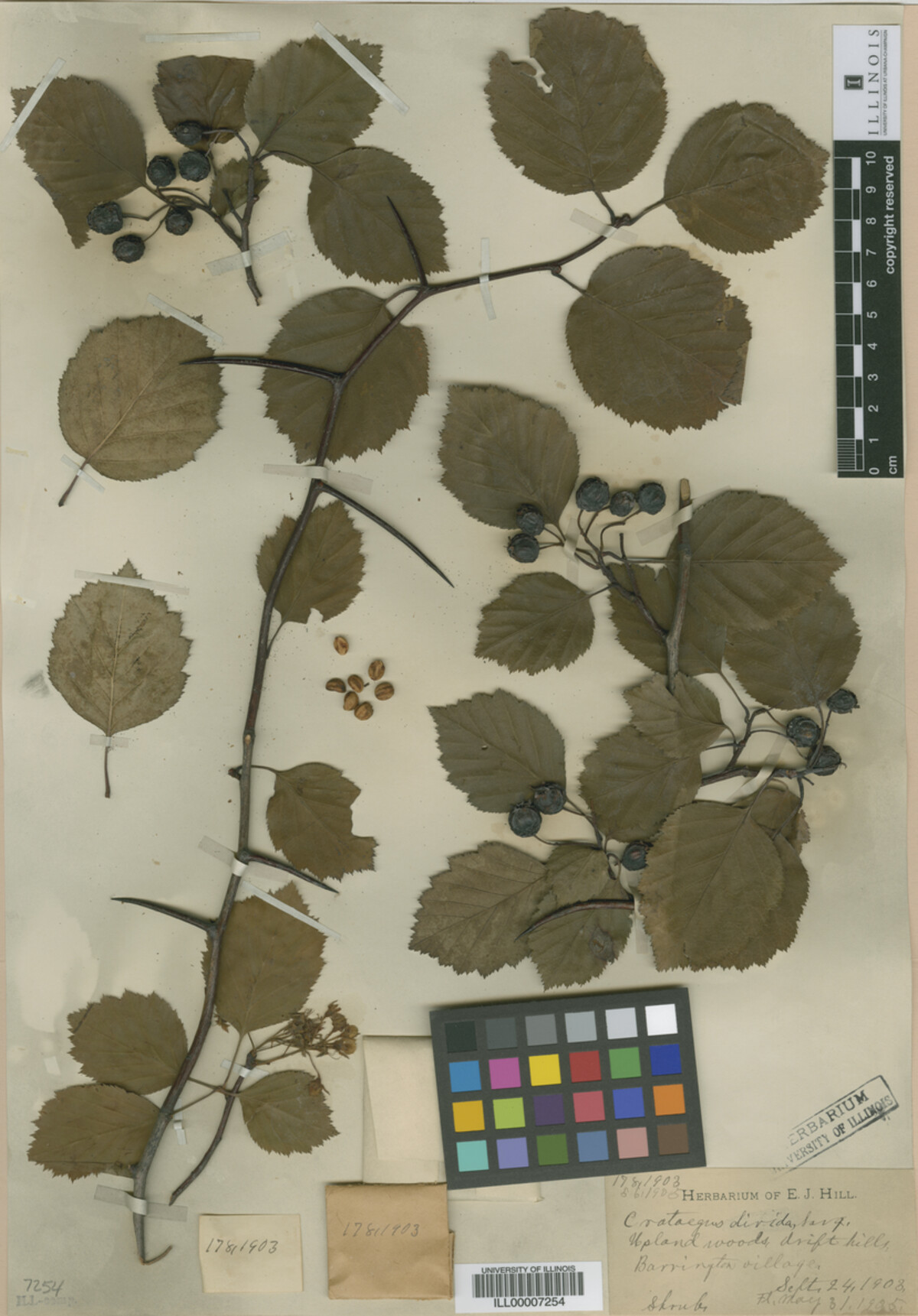 Crataegus macracantha image
