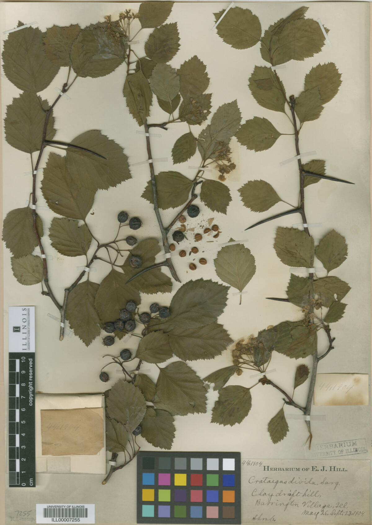 Crataegus macracantha image