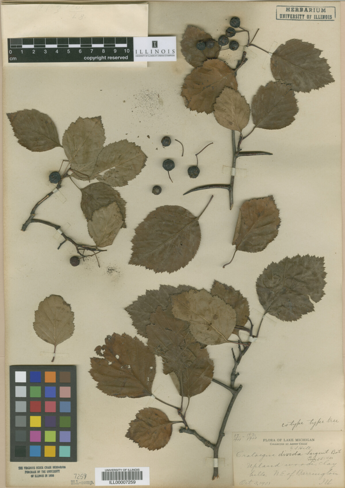 Crataegus macracantha image