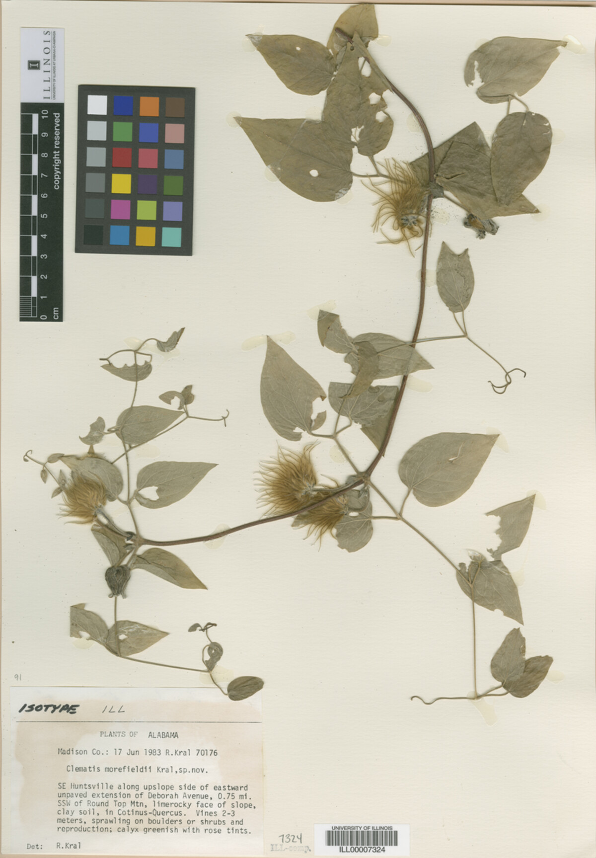 Clematis image