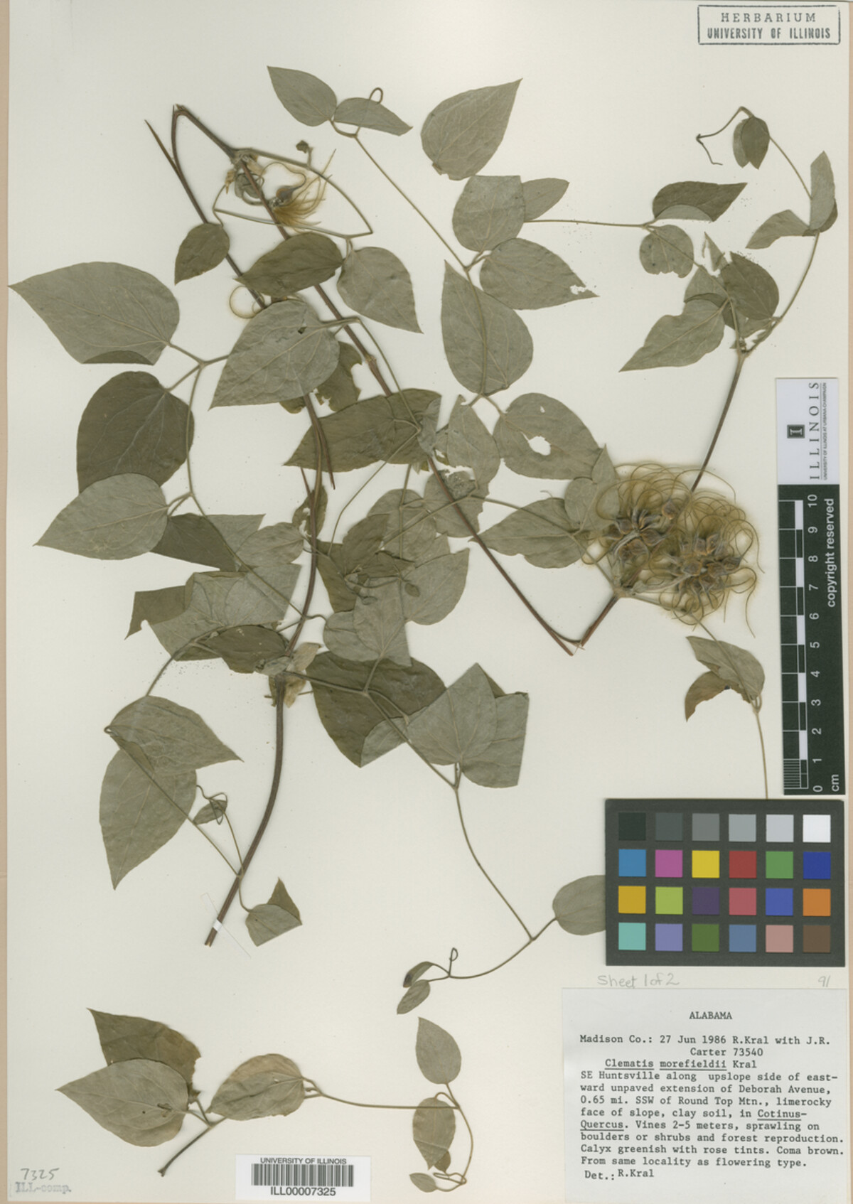 Clematis image