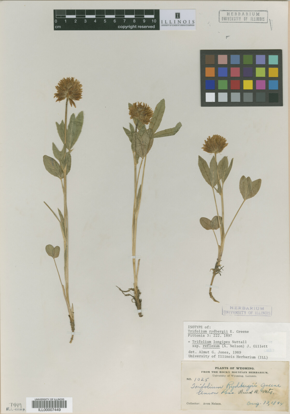 Trifolium rydbergii image