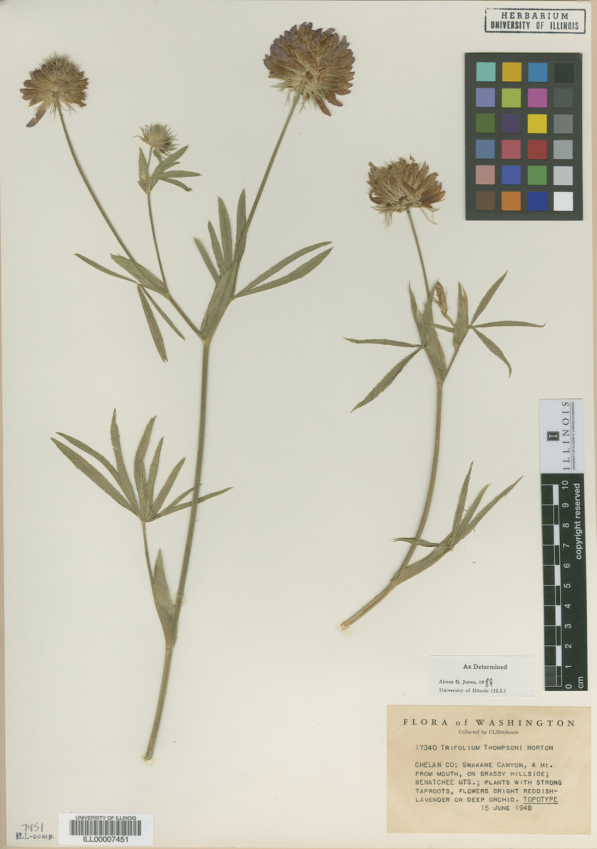 Trifolium thompsonii image