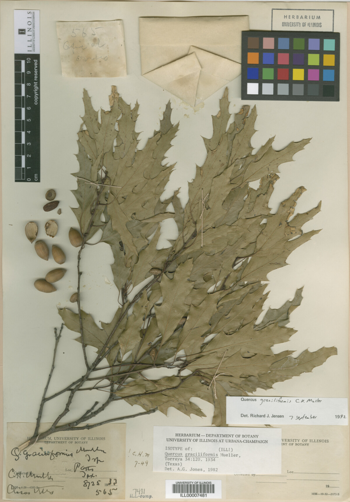 Quercus graciliformis image