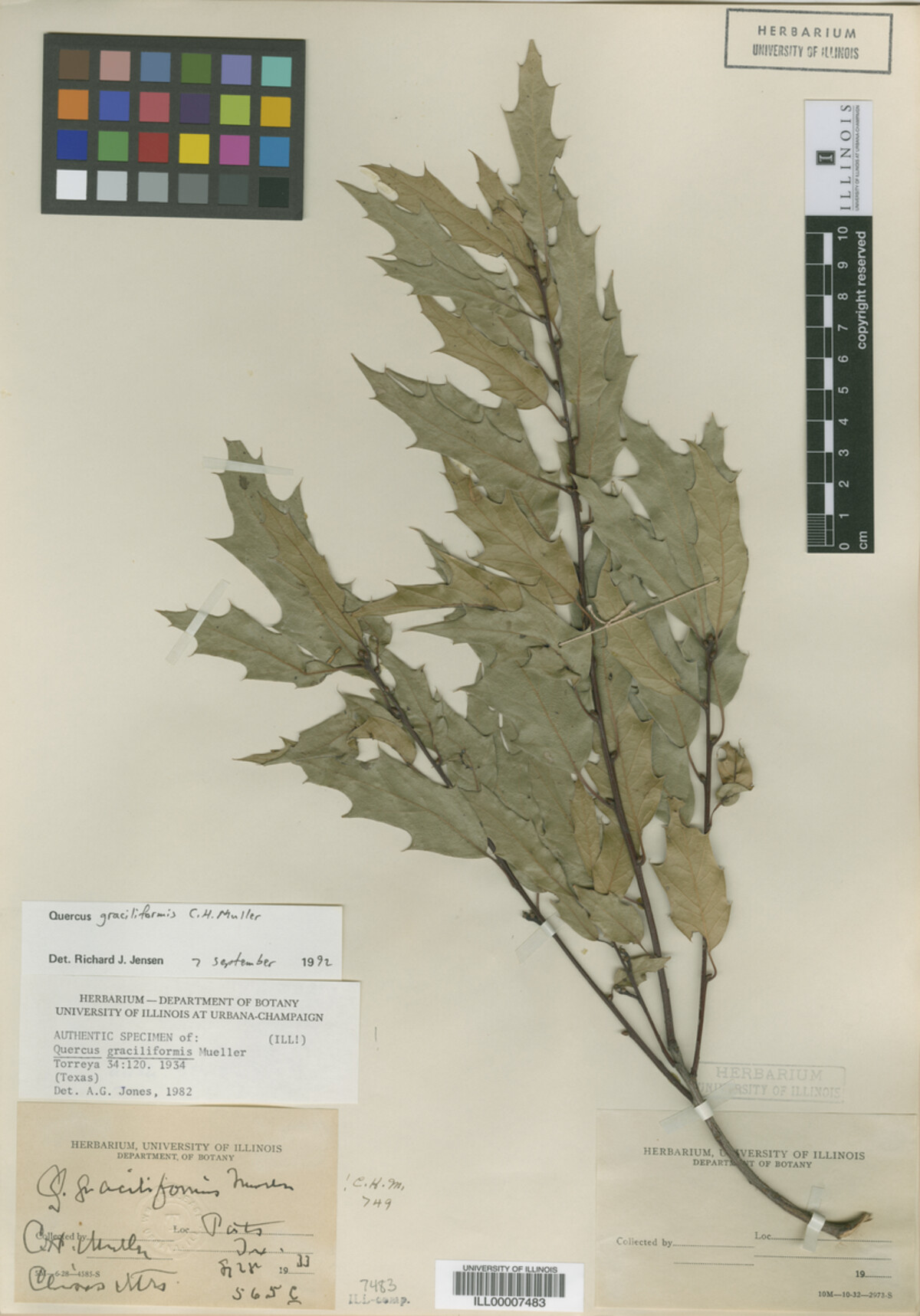 Quercus graciliformis image