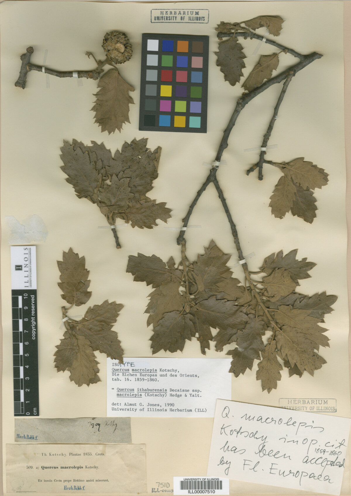 Quercus macrolepis image