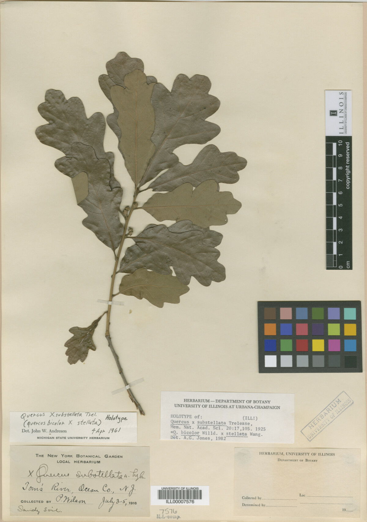 Quercus X substellata image