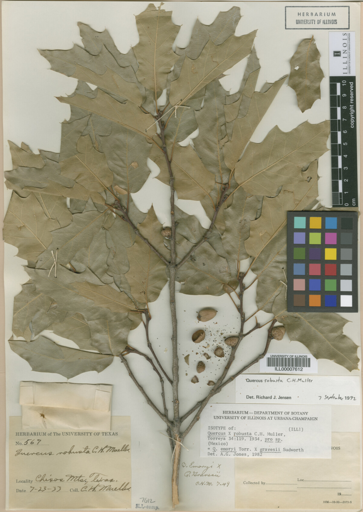 Quercus robusta image
