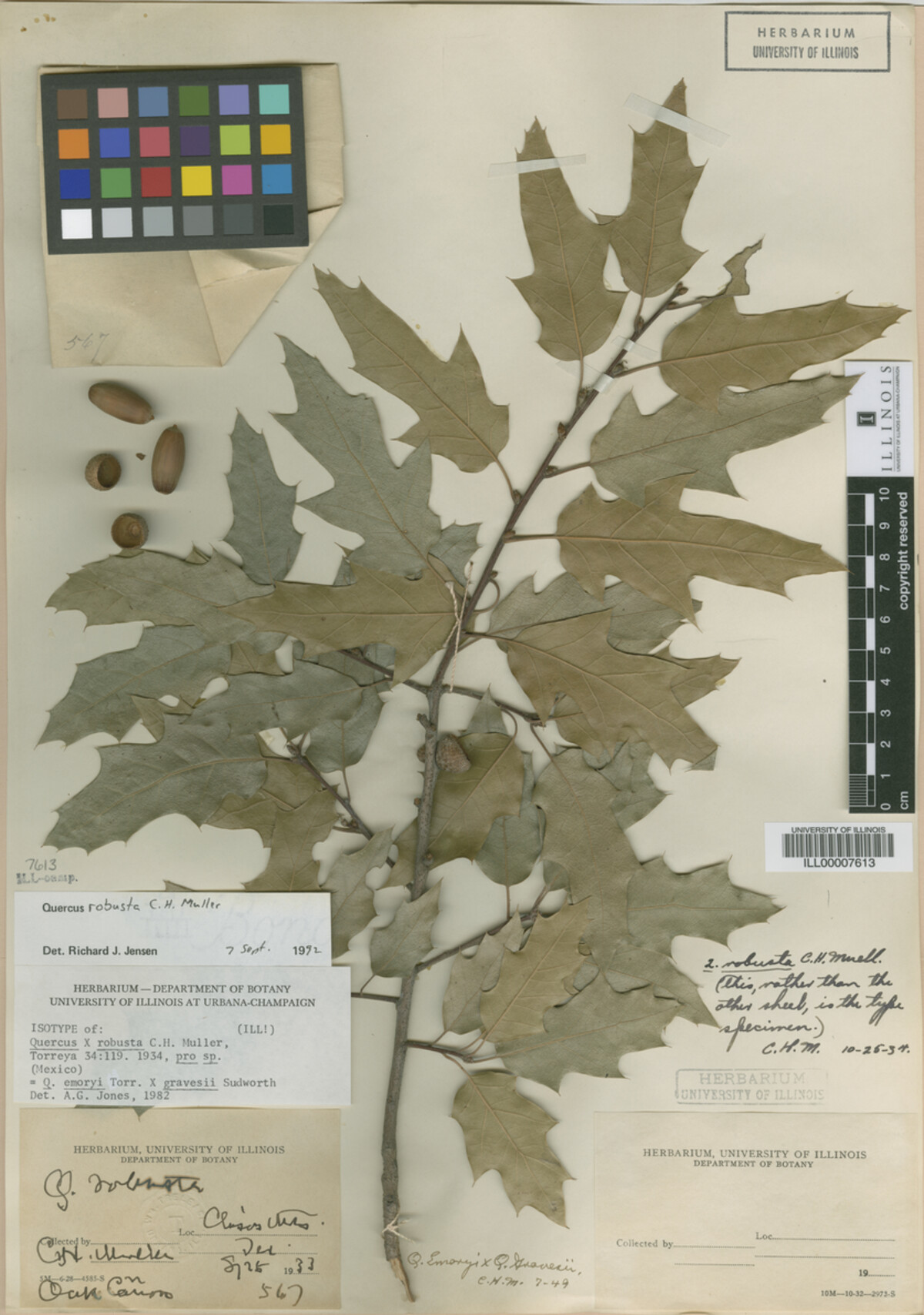 Quercus robusta image