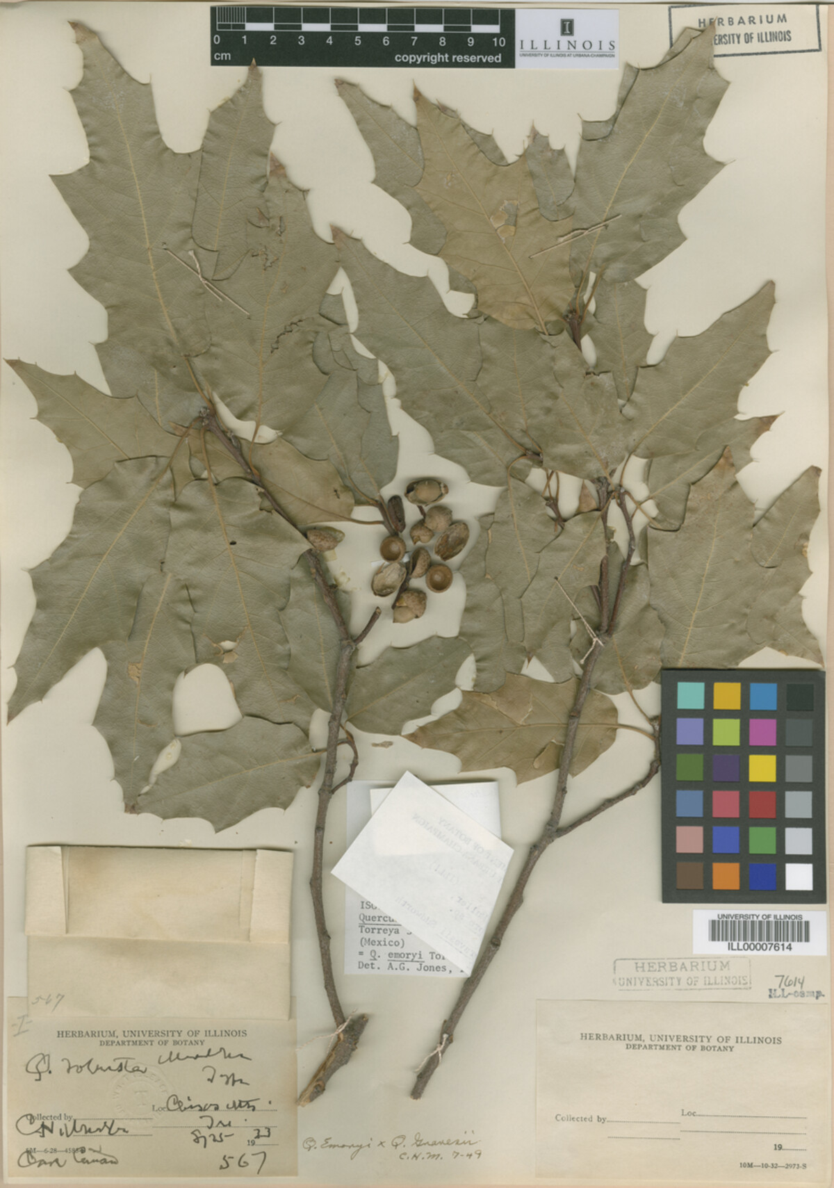Quercus robusta image